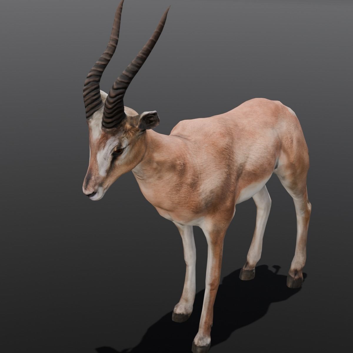 Goat Animated 3D Model  Low-poly 3D model_7