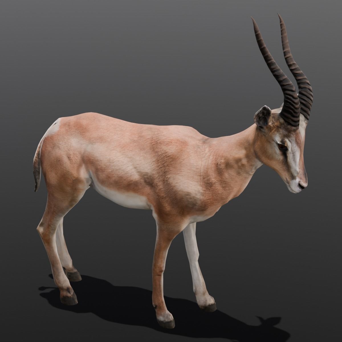 Goat Animated 3D Model  Low-poly 3D model_10