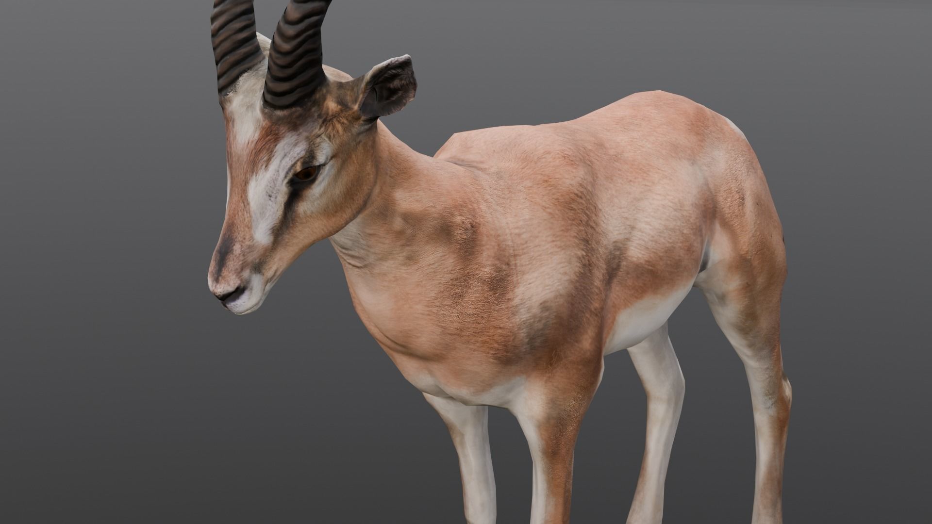 Goat Animated 3D Model  Low-poly 3D model_3