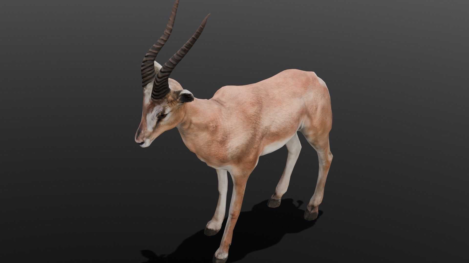 Goat Animated 3D Model  Low-poly 3D model_17