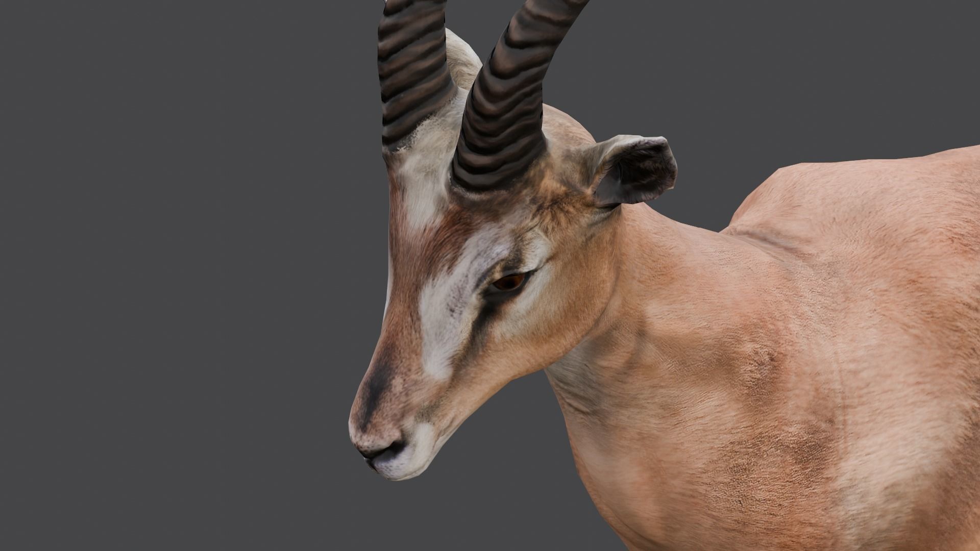 Goat Animated 3D Model  Low-poly 3D model_1