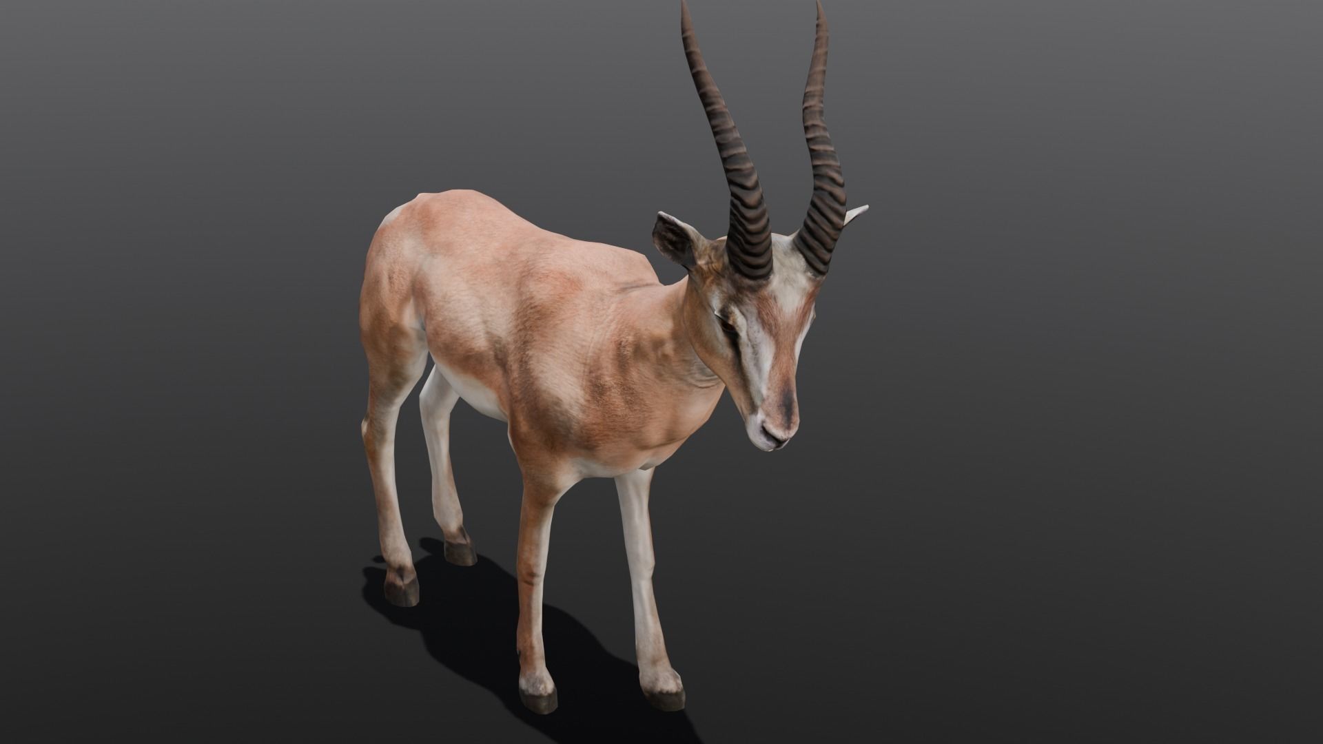Goat Animated 3D Model  Low-poly 3D model_5