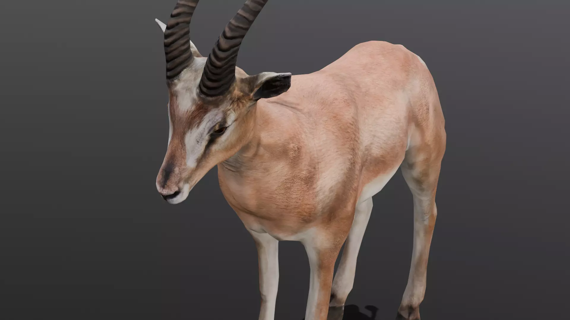 Goat Animated 3D Model  Low-poly 3D model_0