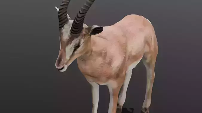 Goat Animated 3D Model  Low-poly 3D model