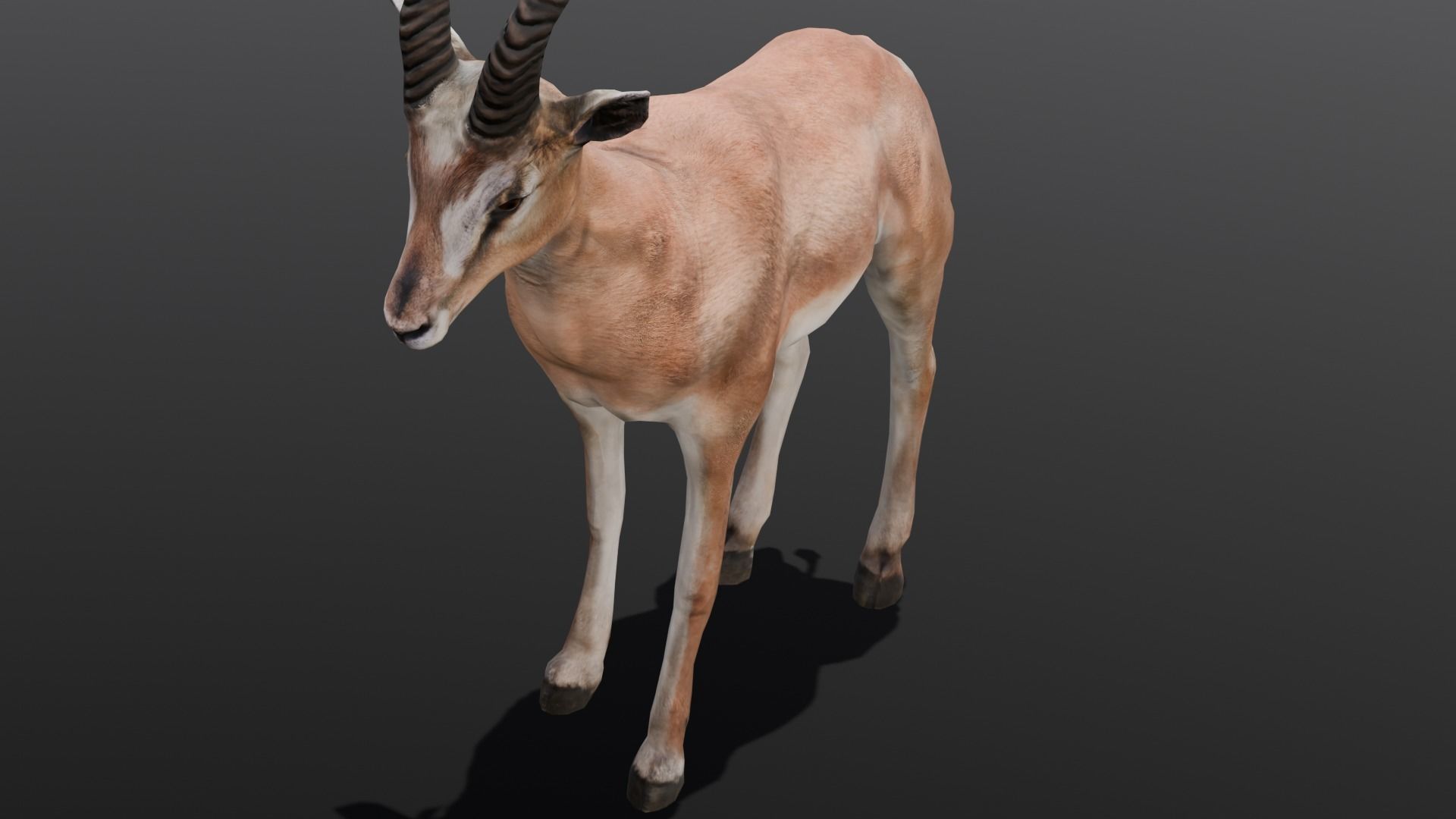 Goat Animated 3D Model  Low-poly 3D model_18