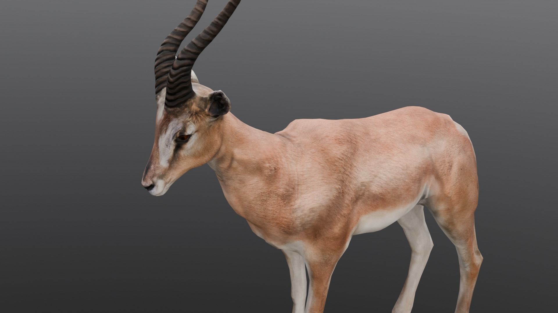 Goat Animated 3D Model  Low-poly 3D model_12