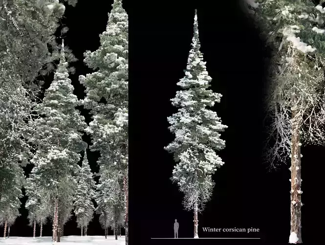 Winter corsican pine