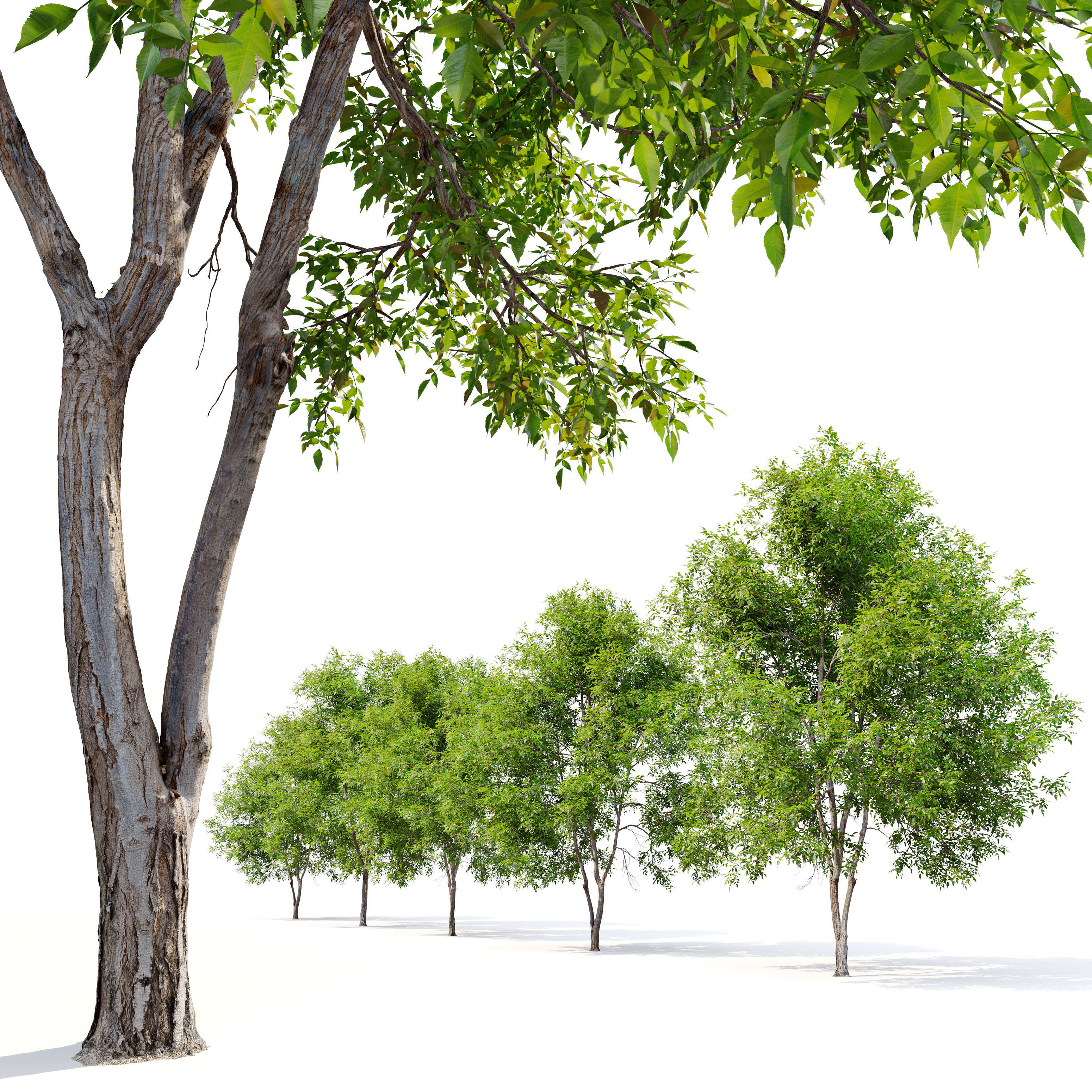 Fraxinus mandshurica 3D model_4