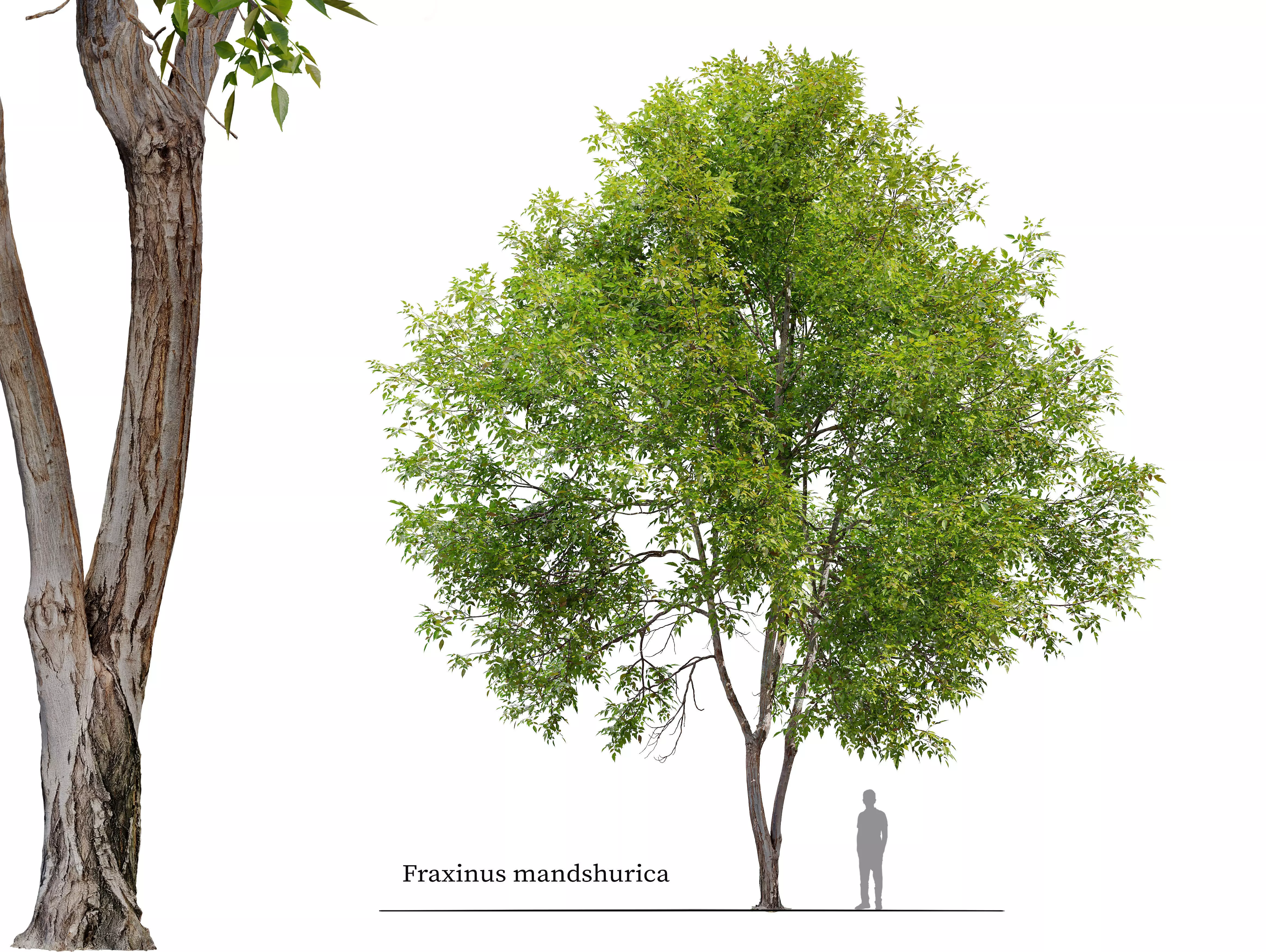 Fraxinus mandshurica 3D model_0