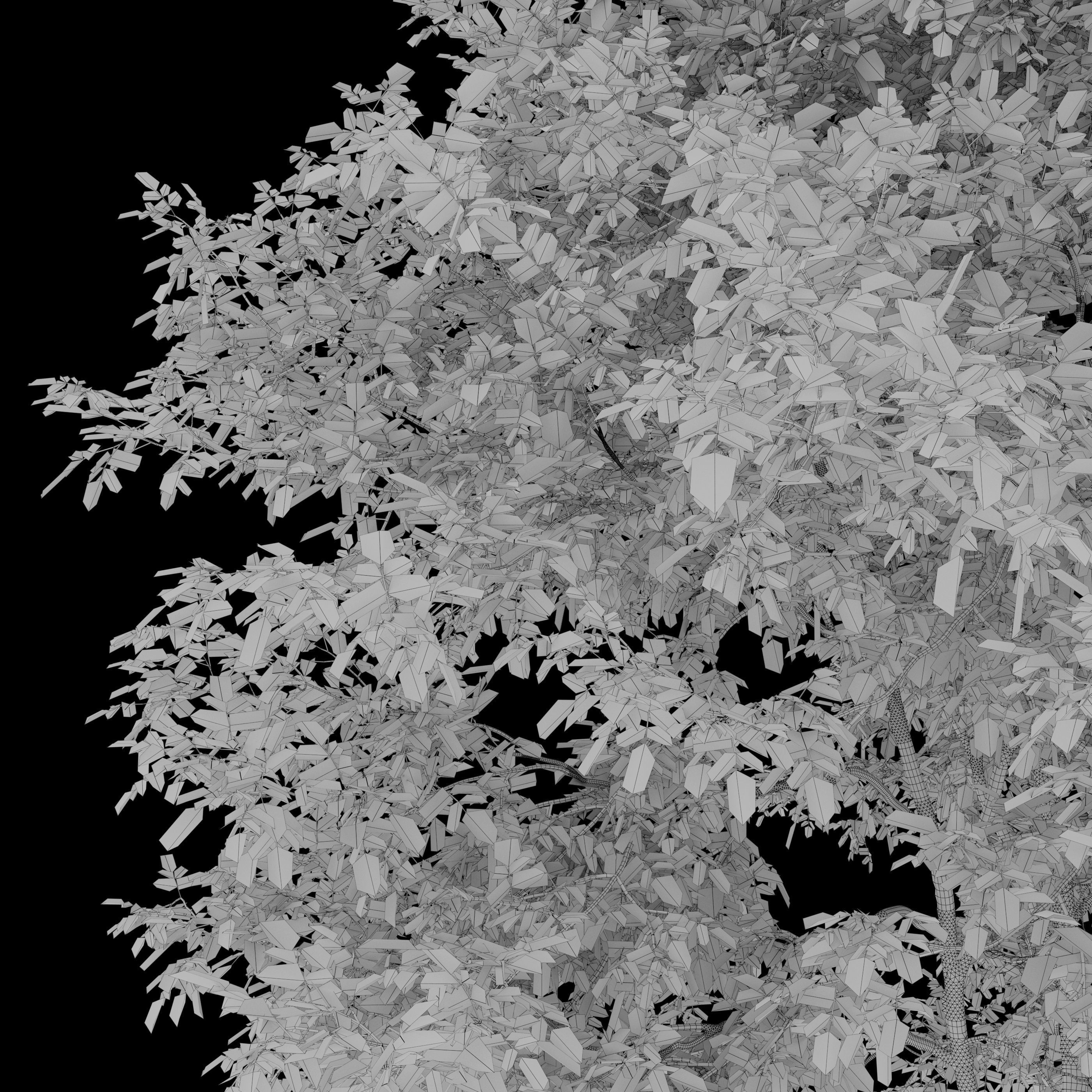Fraxinus mandshurica 3D model_5
