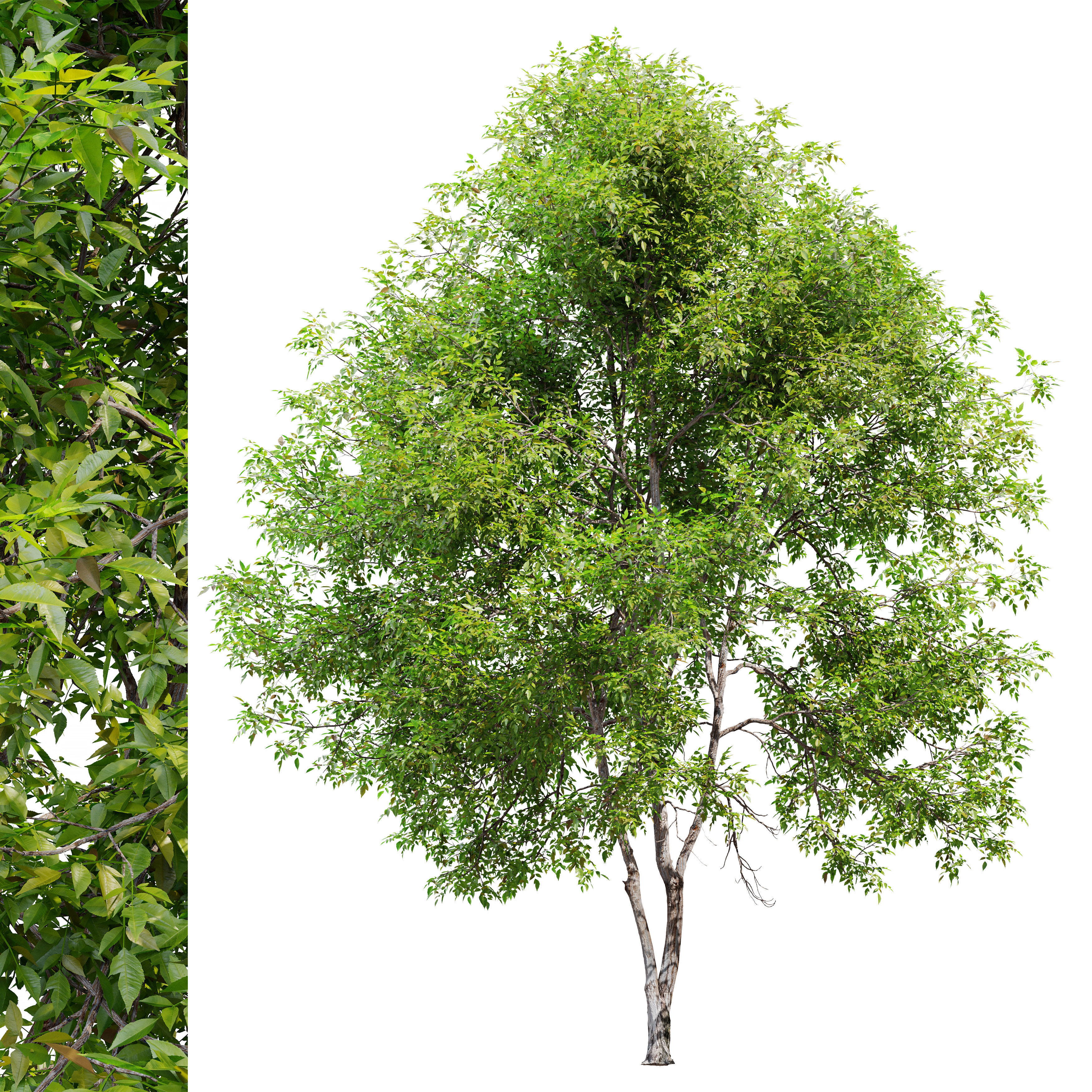 Fraxinus mandshurica 3D model_3