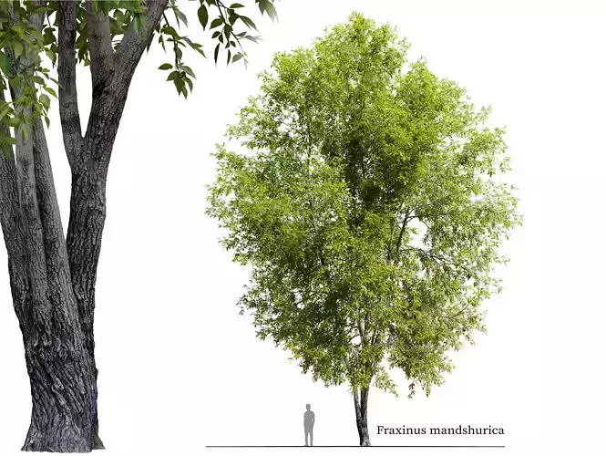 Fraxinus mandshurica 2