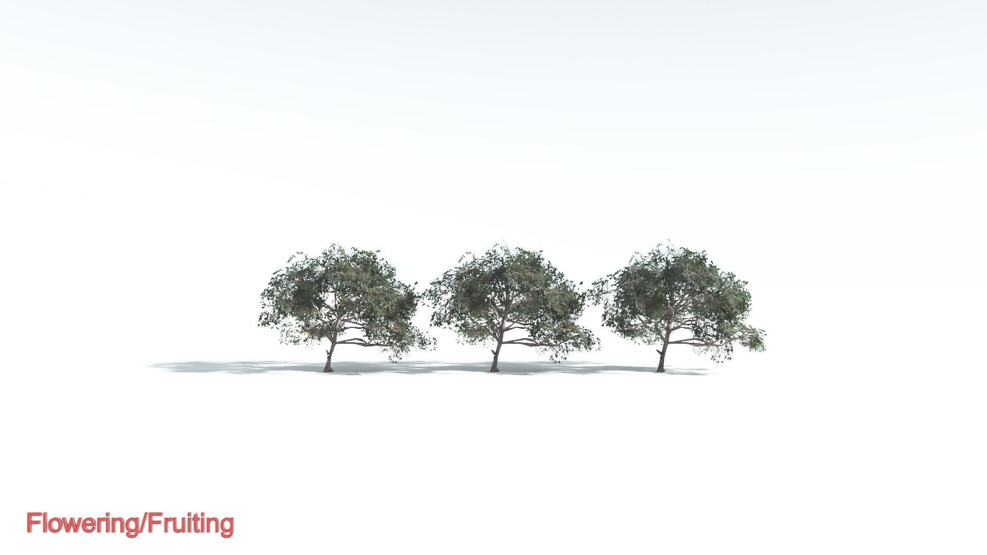 EVERYPlant Portia Tree LowPoly 4 --14 Models-- Low-poly 3D model_1