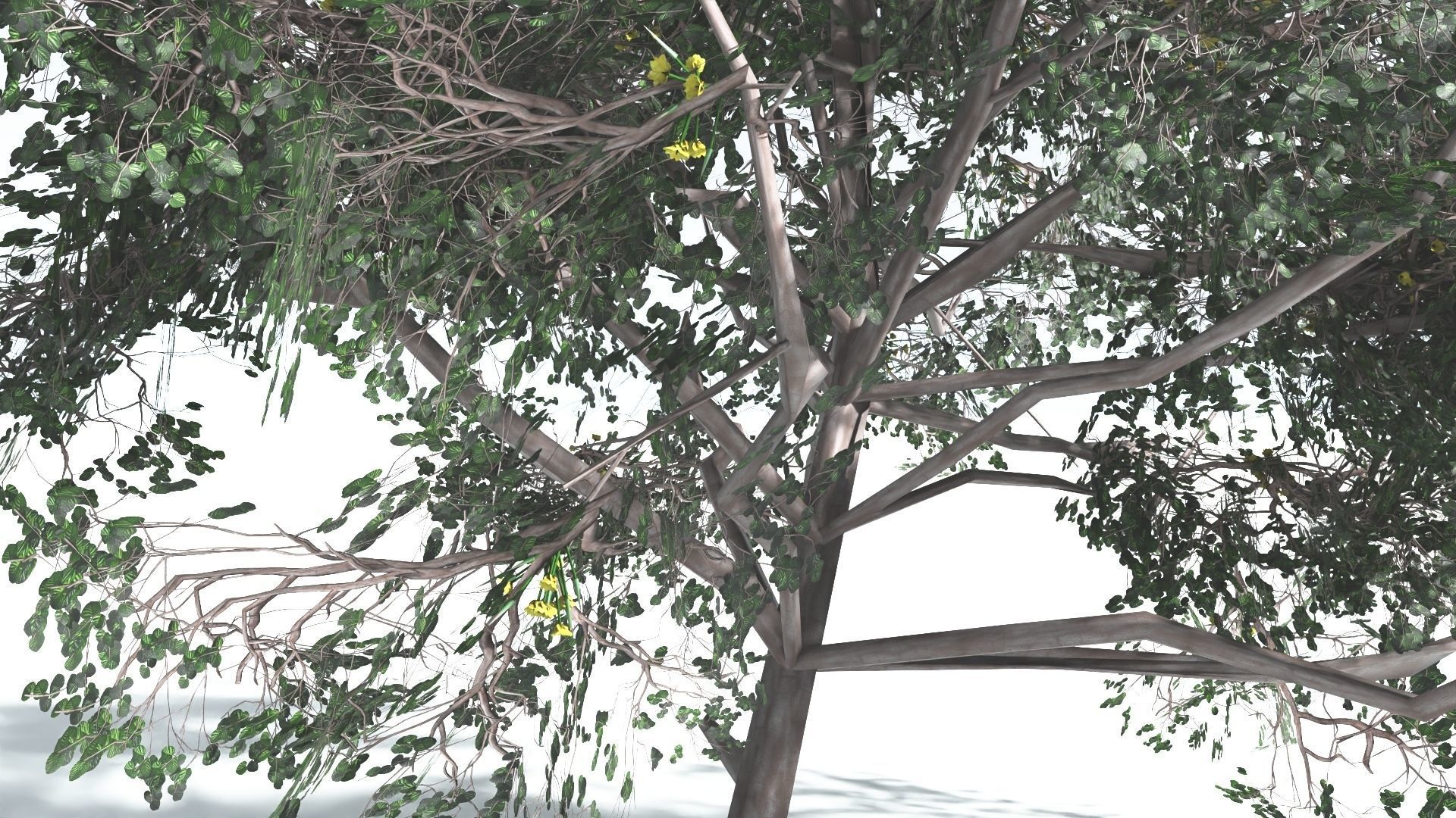 EVERYPlant Portia Tree LowPoly 4 --14 Models-- Low-poly 3D model_30