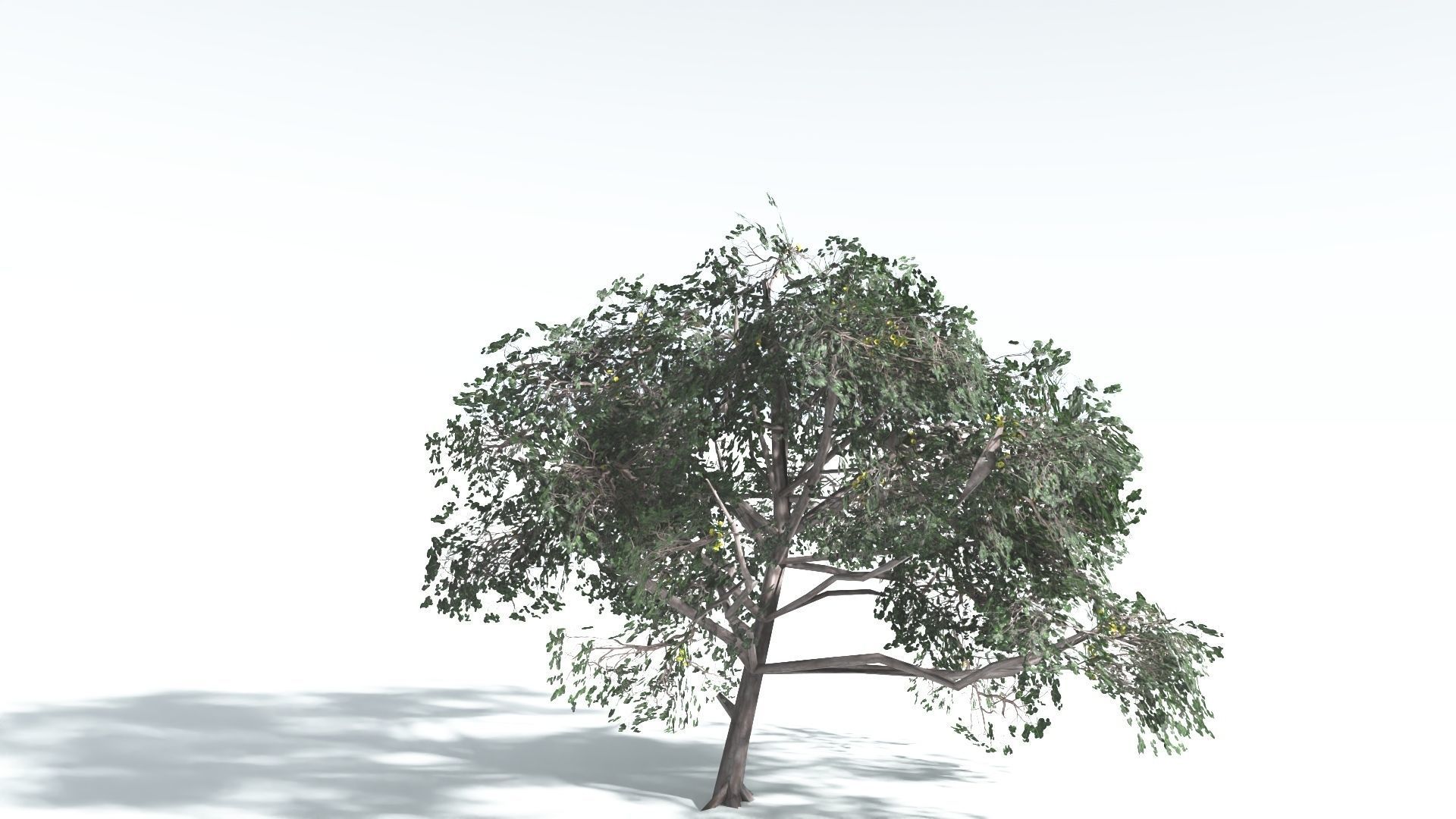 EVERYPlant Portia Tree LowPoly 4 --14 Models-- Low-poly 3D model_29