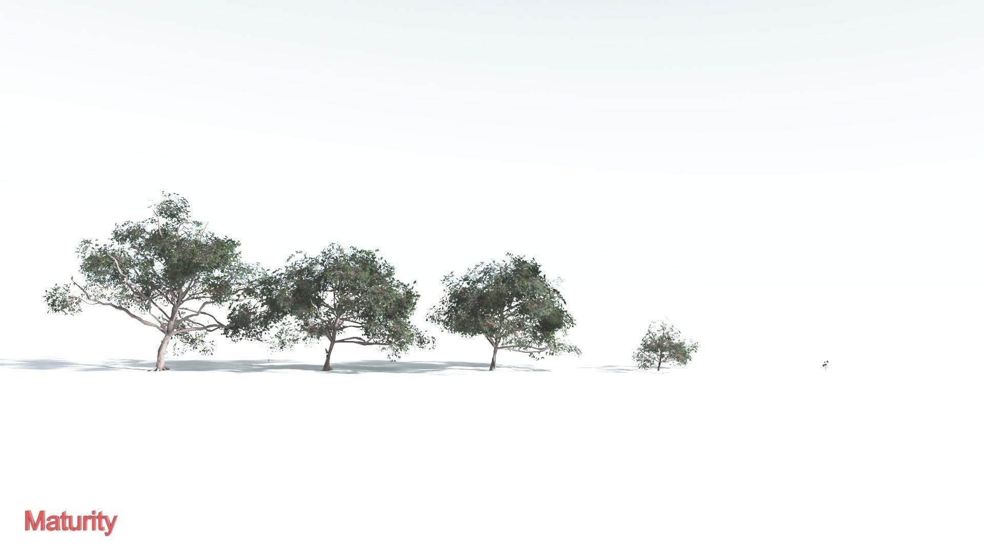 EVERYPlant Portia Tree LowPoly 4 --14 Models-- Low-poly 3D model_3