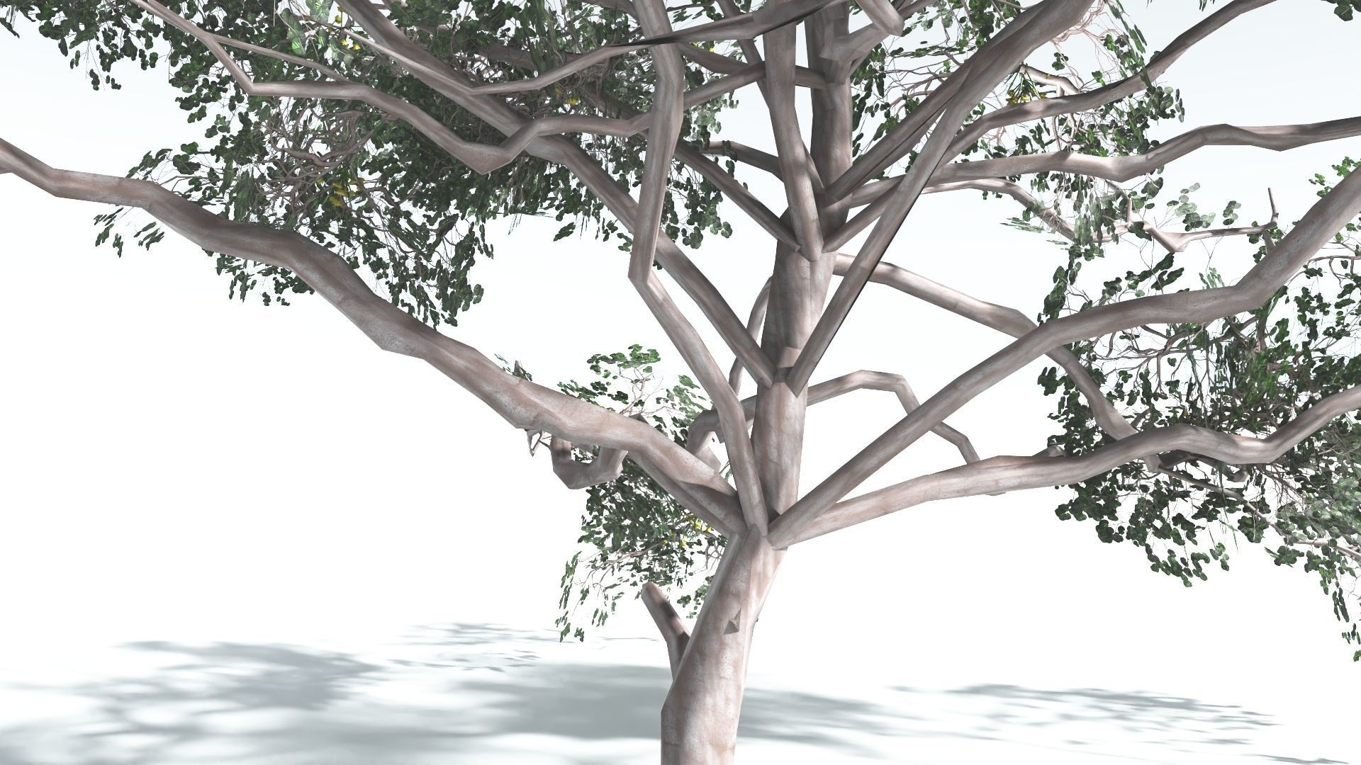 EVERYPlant Portia Tree LowPoly 4 --14 Models-- Low-poly 3D model_22