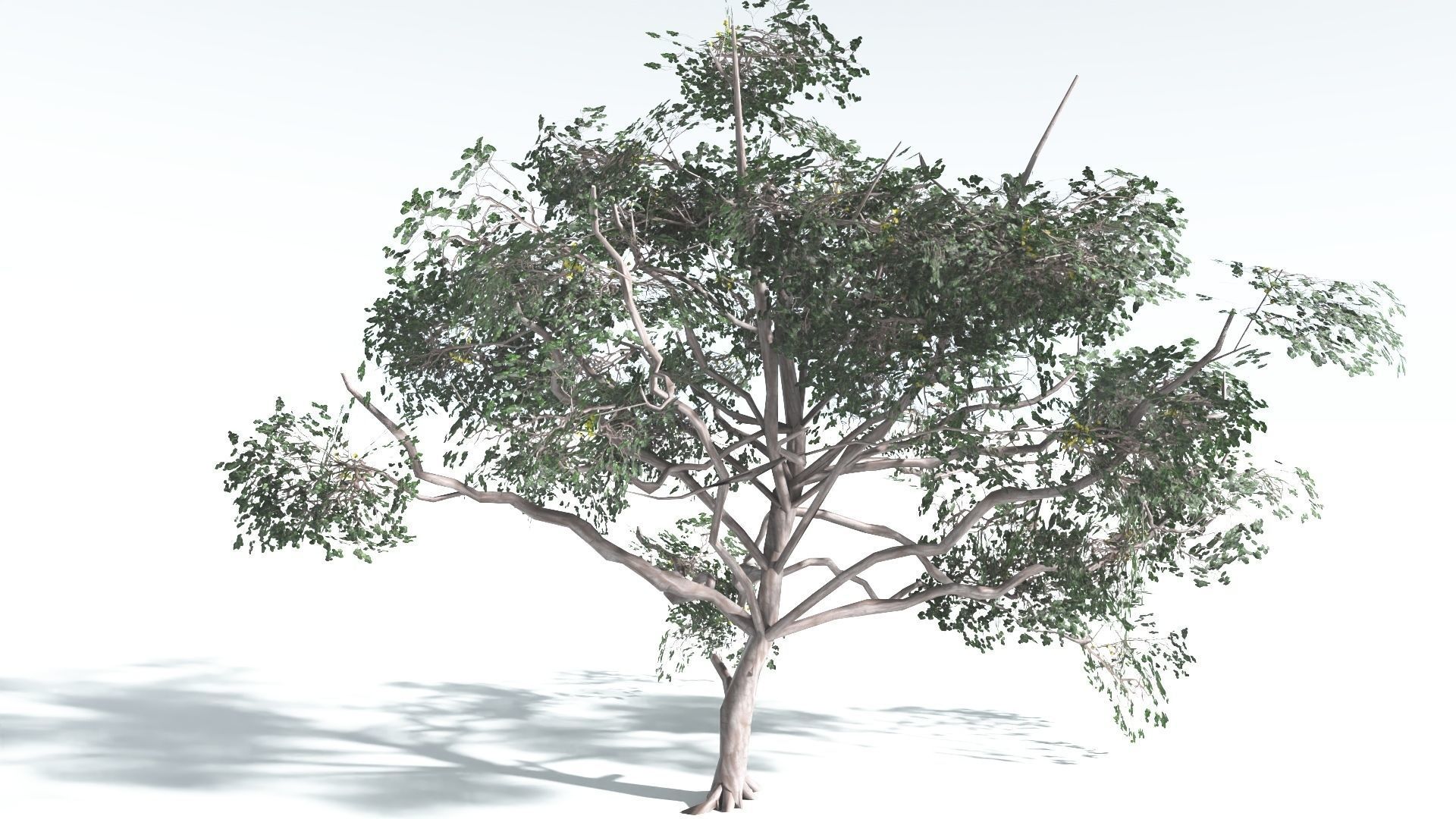 EVERYPlant Portia Tree LowPoly 4 --14 Models-- Low-poly 3D model_21