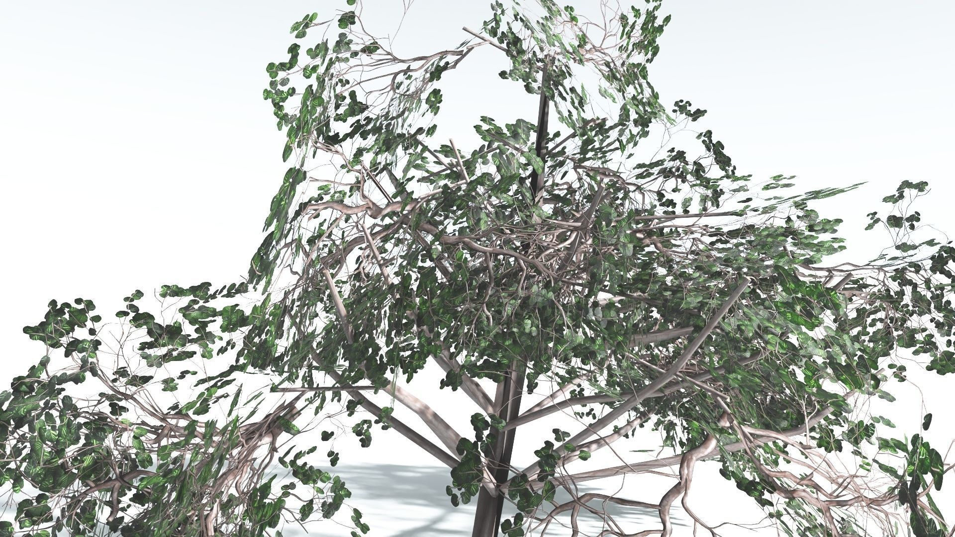 EVERYPlant Portia Tree LowPoly 4 --14 Models-- Low-poly 3D model_26