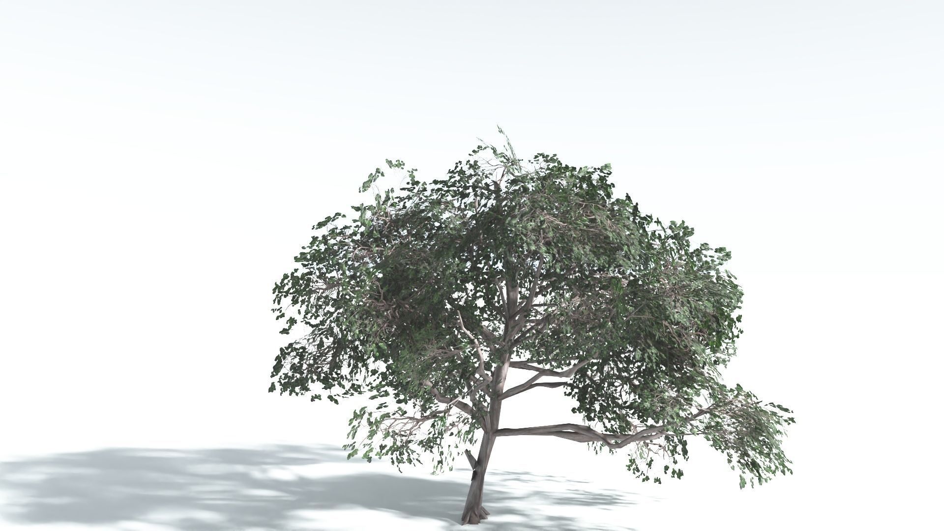 EVERYPlant Portia Tree LowPoly 4 --14 Models-- Low-poly 3D model_9
