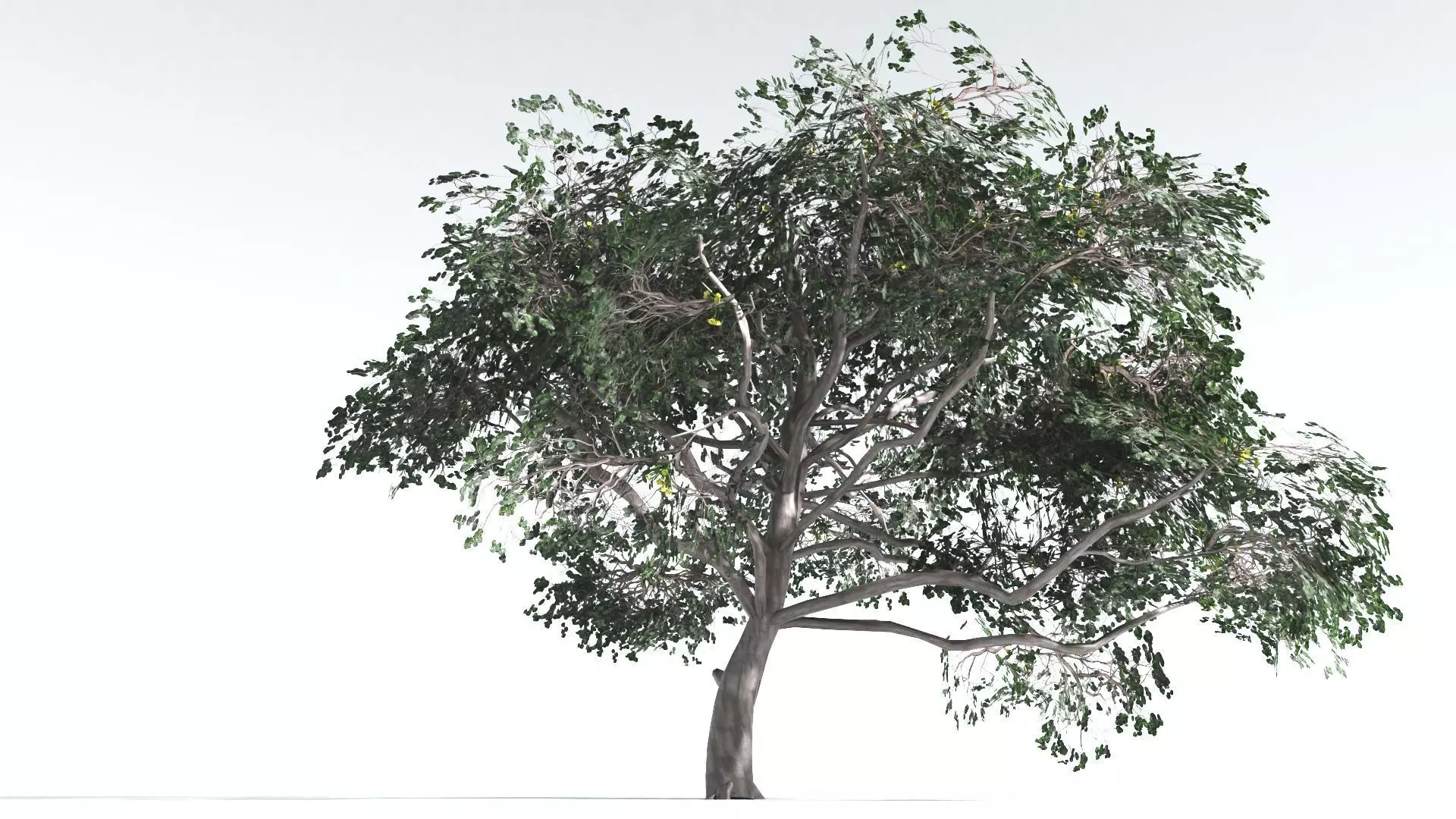 EVERYPlant Portia Tree LowPoly 4 --14 Models-- Low-poly 3D model_0