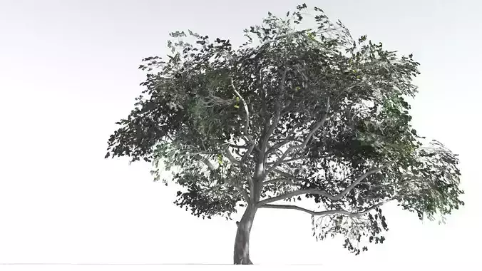 EVERYPlant Portia Tree LowPoly 4 --14 Models-- Low-poly 3D model