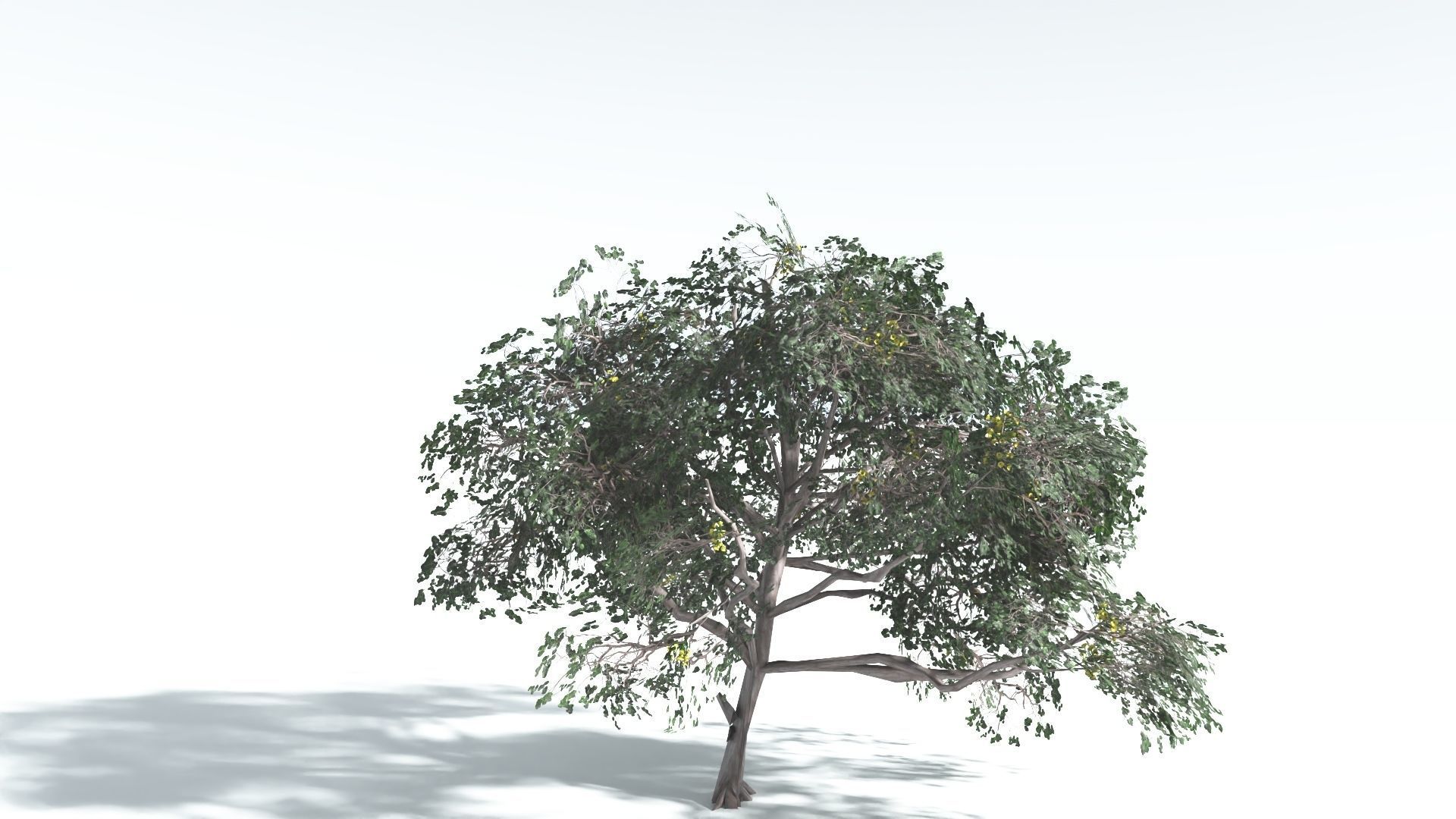 EVERYPlant Portia Tree LowPoly 4 --14 Models-- Low-poly 3D model_7