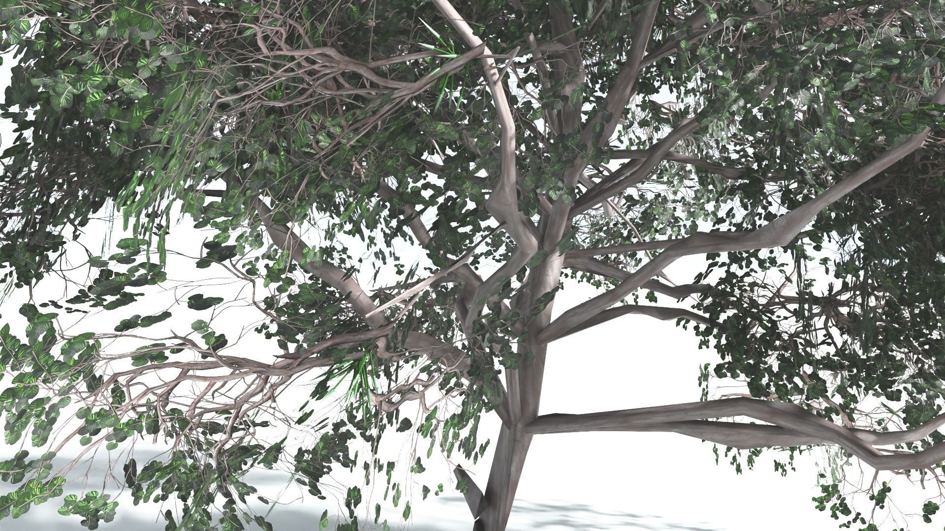 EVERYPlant Portia Tree LowPoly 4 --14 Models-- Low-poly 3D model_10