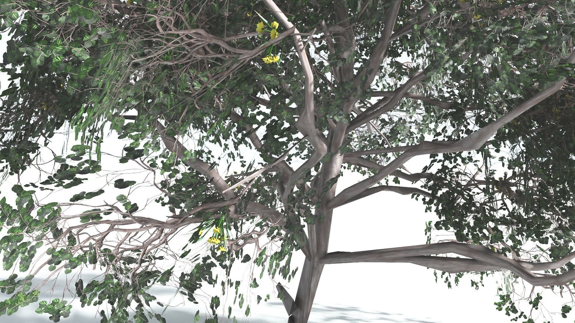 EVERYPlant Portia Tree LowPoly 4 --14 Models-- Low-poly 3D model_6