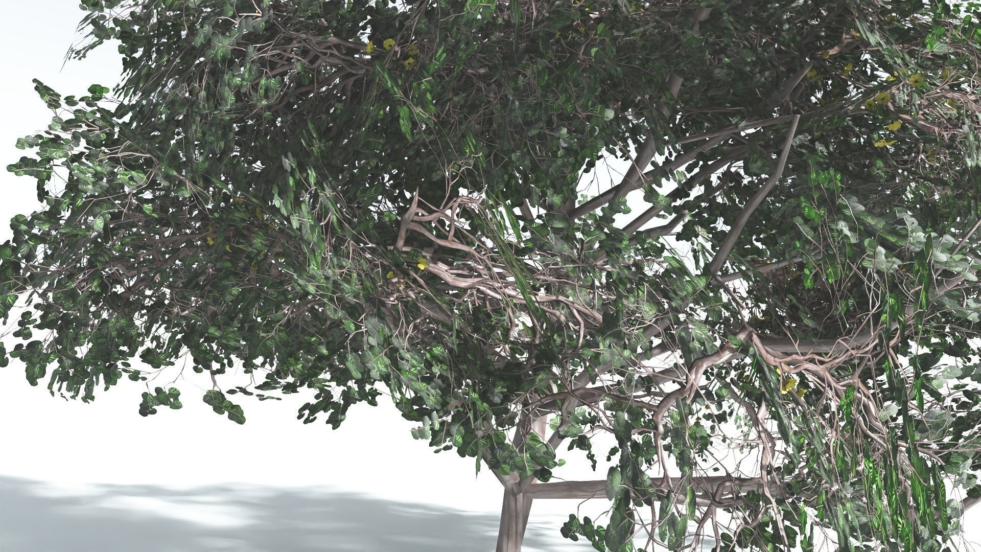 EVERYPlant Portia Tree LowPoly 4 --14 Models-- Low-poly 3D model_24