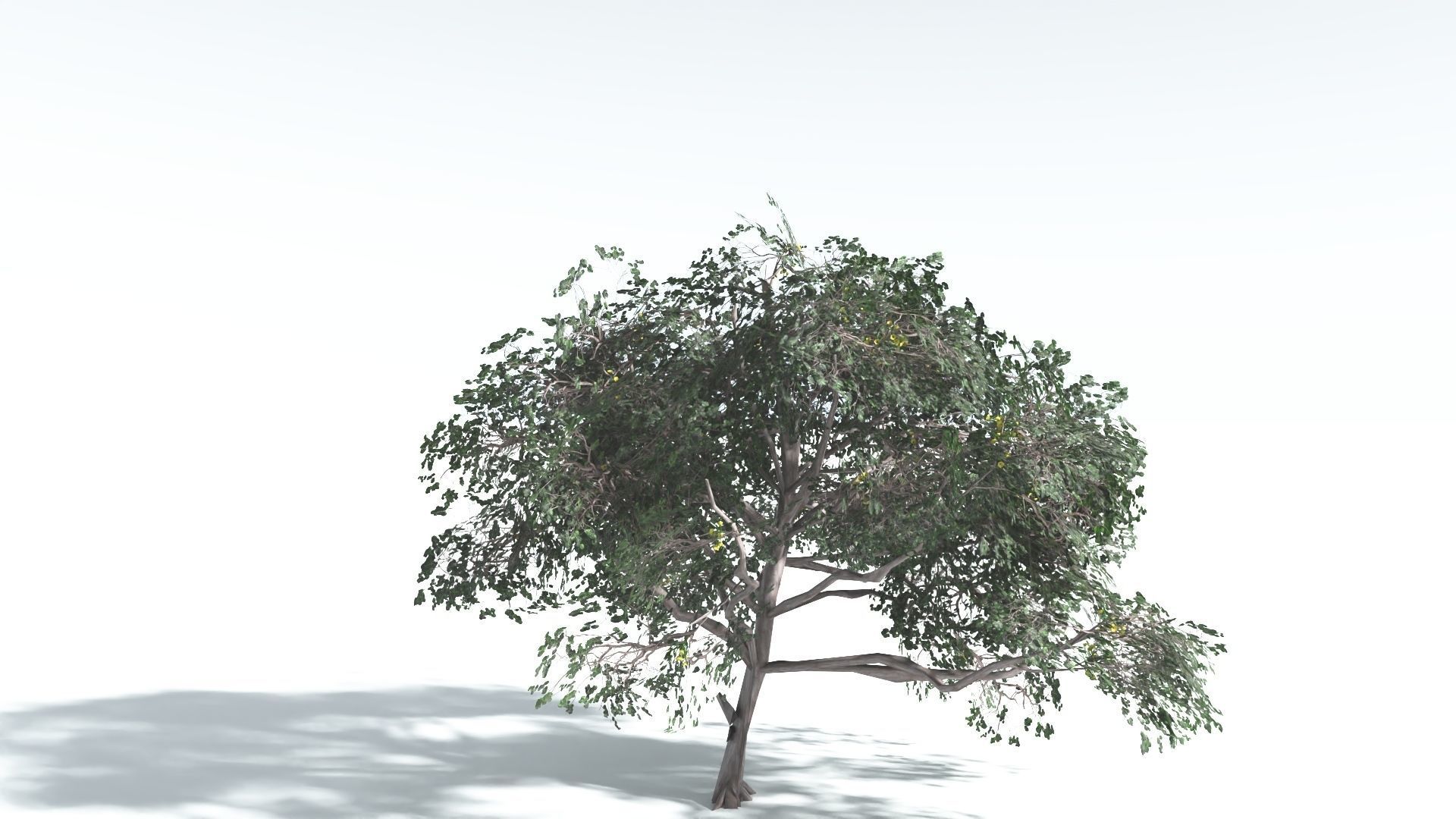 EVERYPlant Portia Tree LowPoly 4 --14 Models-- Low-poly 3D model_11