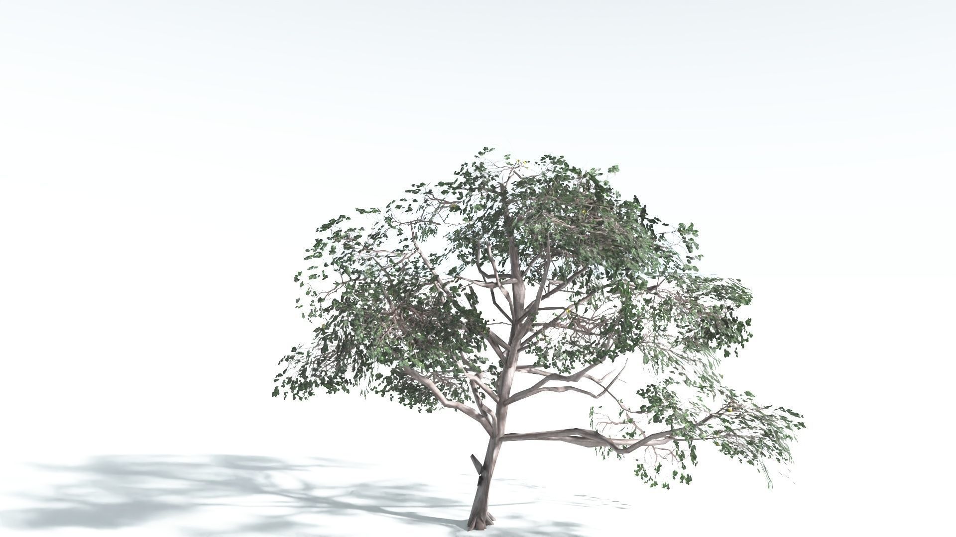 EVERYPlant Portia Tree LowPoly 4 --14 Models-- Low-poly 3D model_13