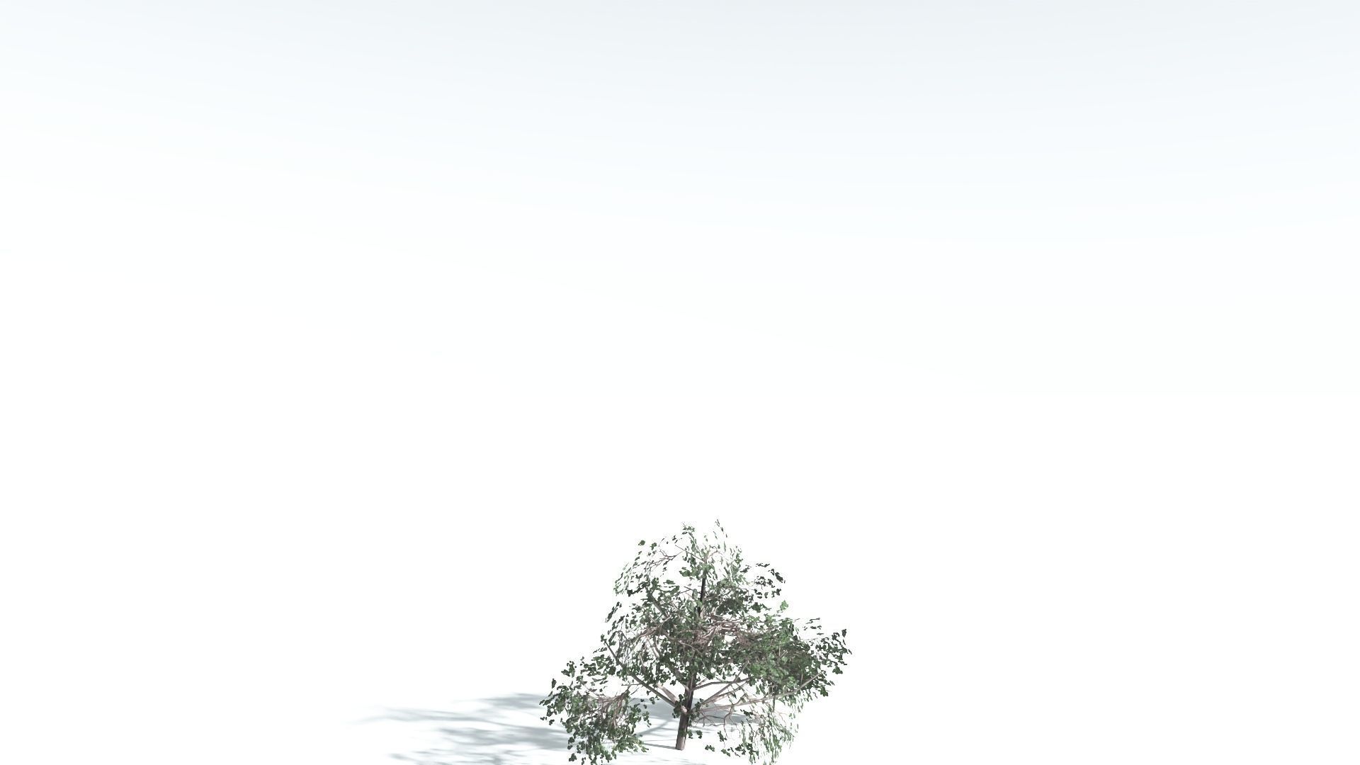 EVERYPlant Portia Tree LowPoly 4 --14 Models-- Low-poly 3D model_25