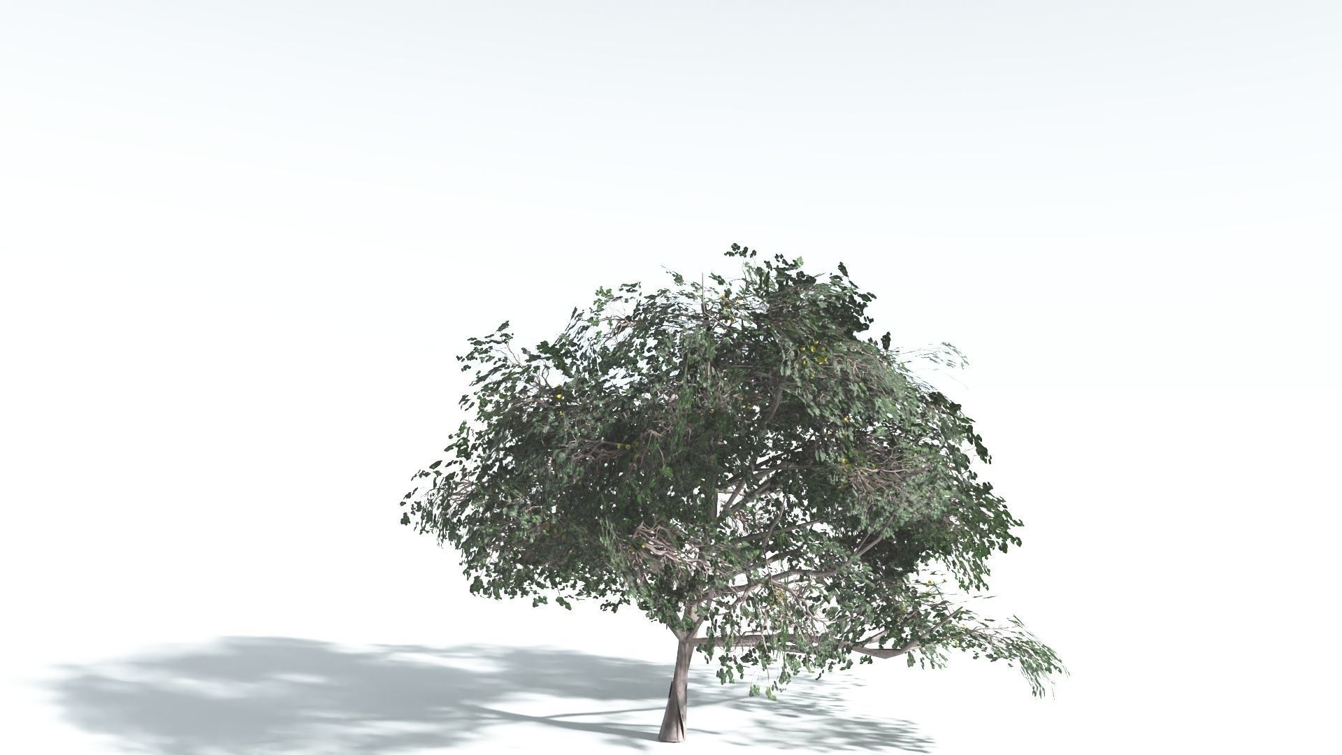 EVERYPlant Portia Tree LowPoly 4 --14 Models-- Low-poly 3D model_23