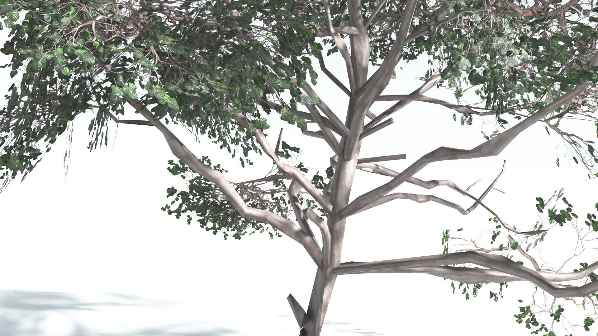 EVERYPlant Portia Tree LowPoly 4 --14 Models-- Low-poly 3D model_14