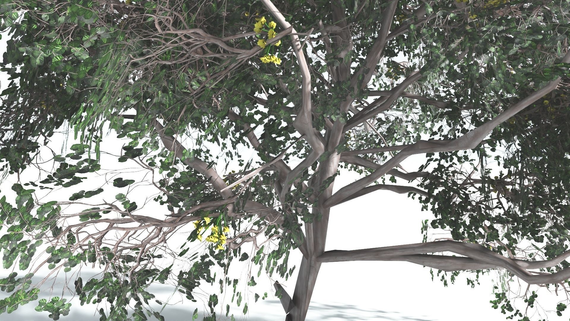 EVERYPlant Portia Tree LowPoly 4 --14 Models-- Low-poly 3D model_8