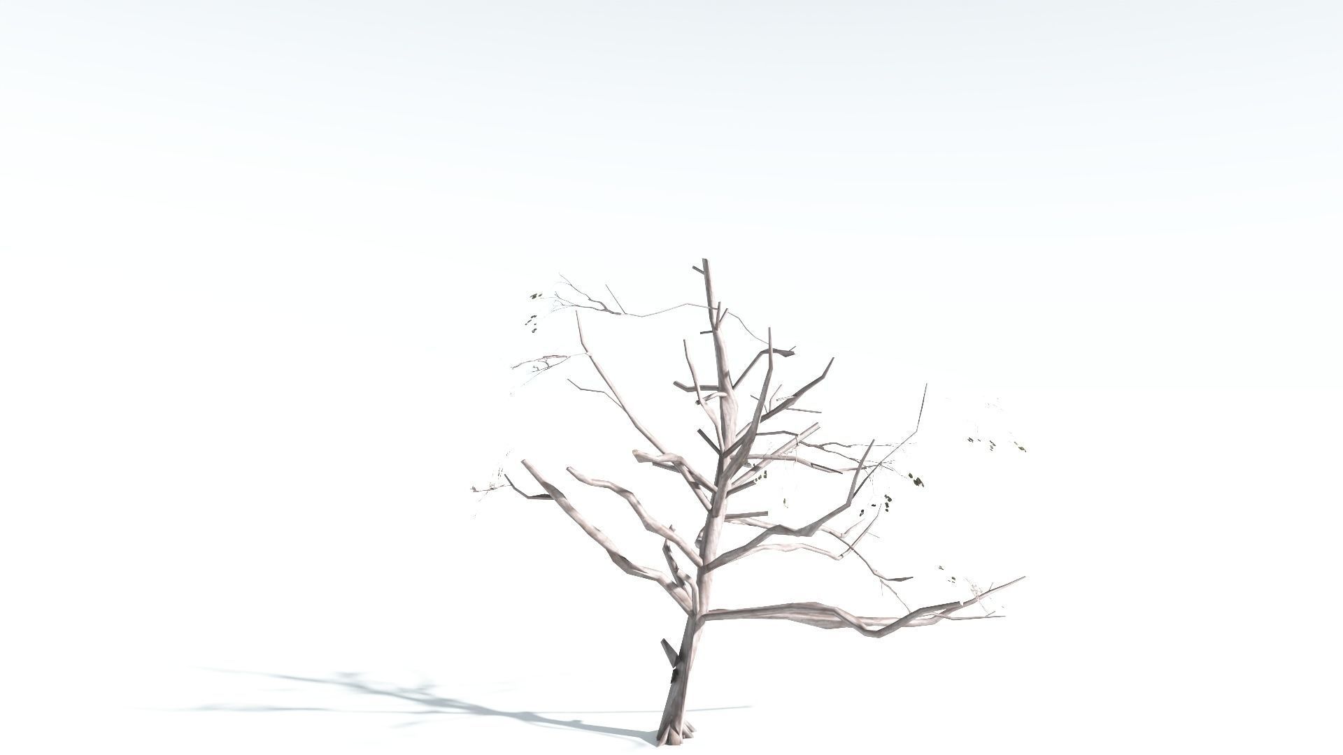 EVERYPlant Portia Tree LowPoly 4 --14 Models-- Low-poly 3D model_17