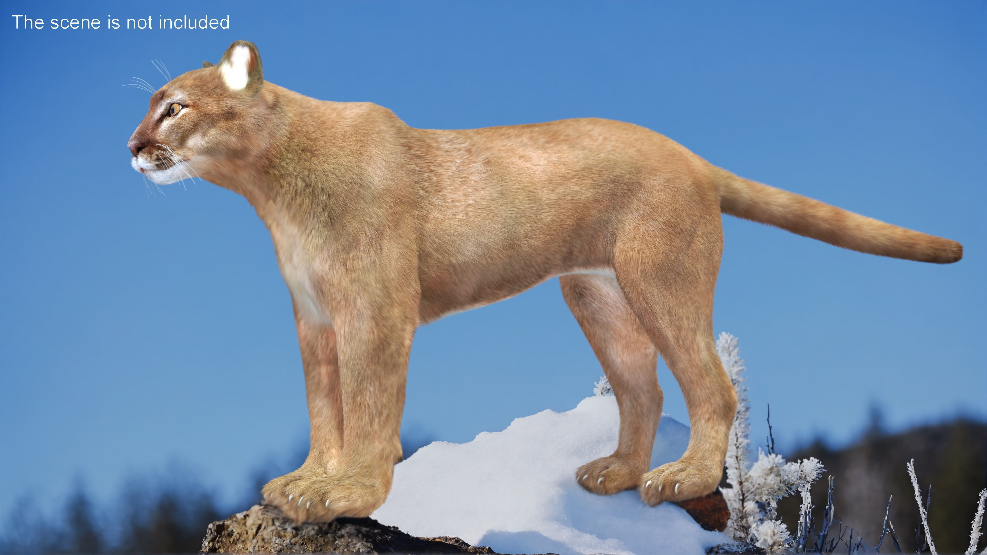 Puma Fur Rigged 3D model