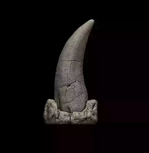 Tyrannosaurus Rex Tooth