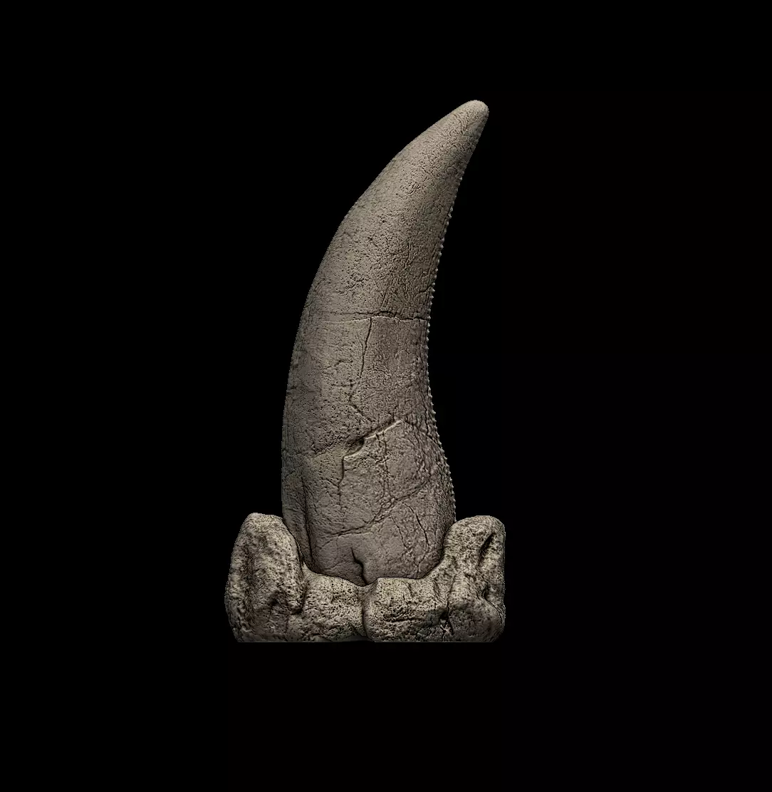 Tyrannosaurus Rex Tooth 3D print model