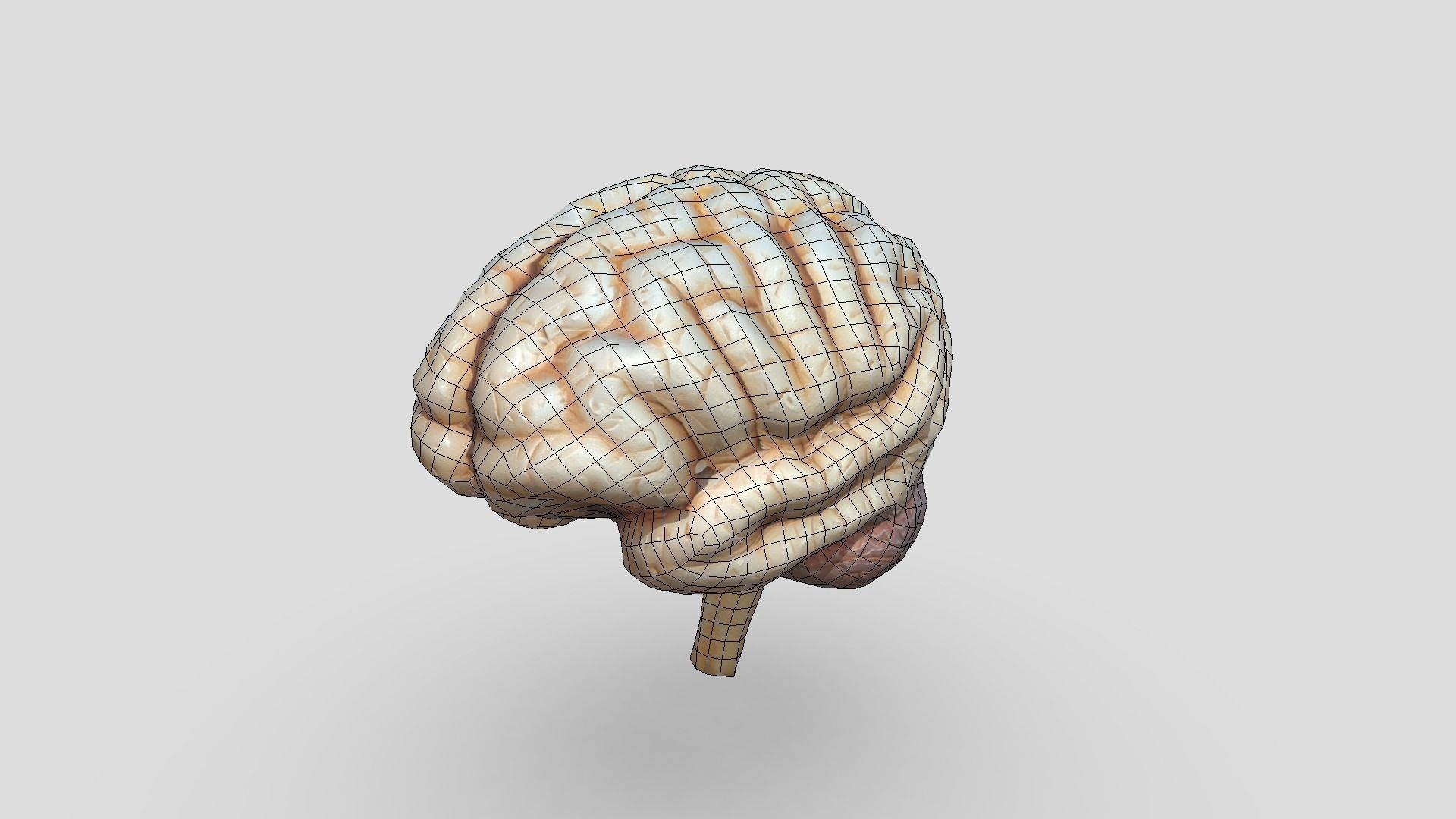 Human Brain Low-poly 3D model_2