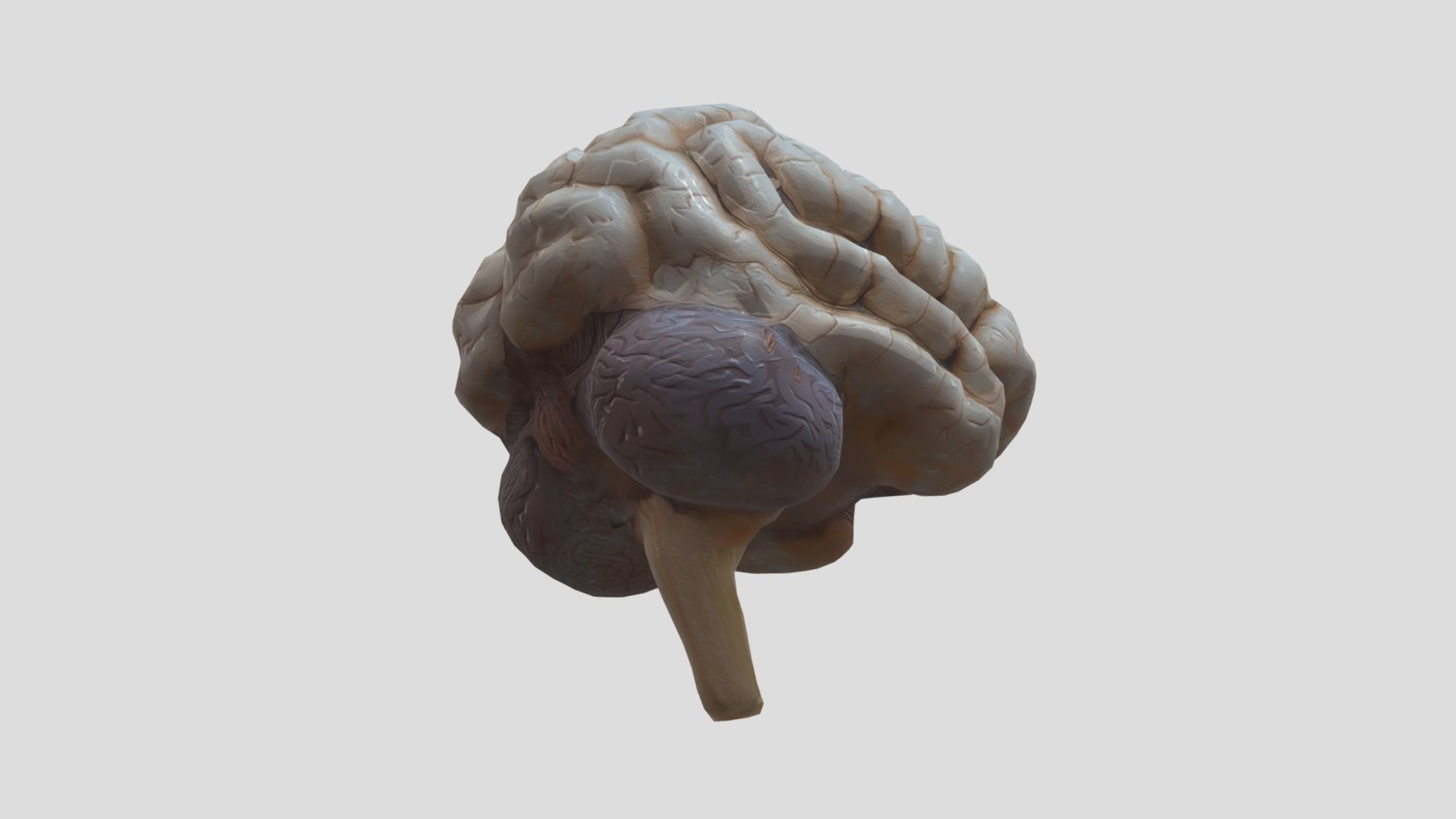 Human Brain Low-poly 3D model_7