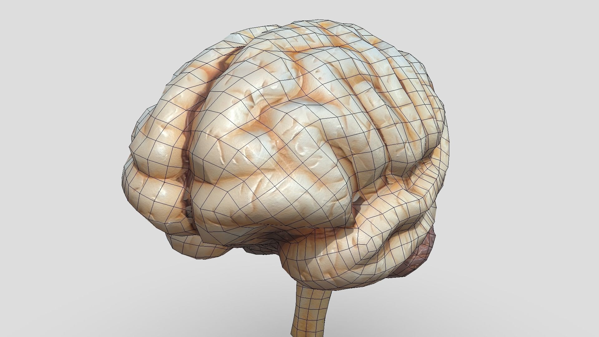 Human Brain Low-poly 3D model_10