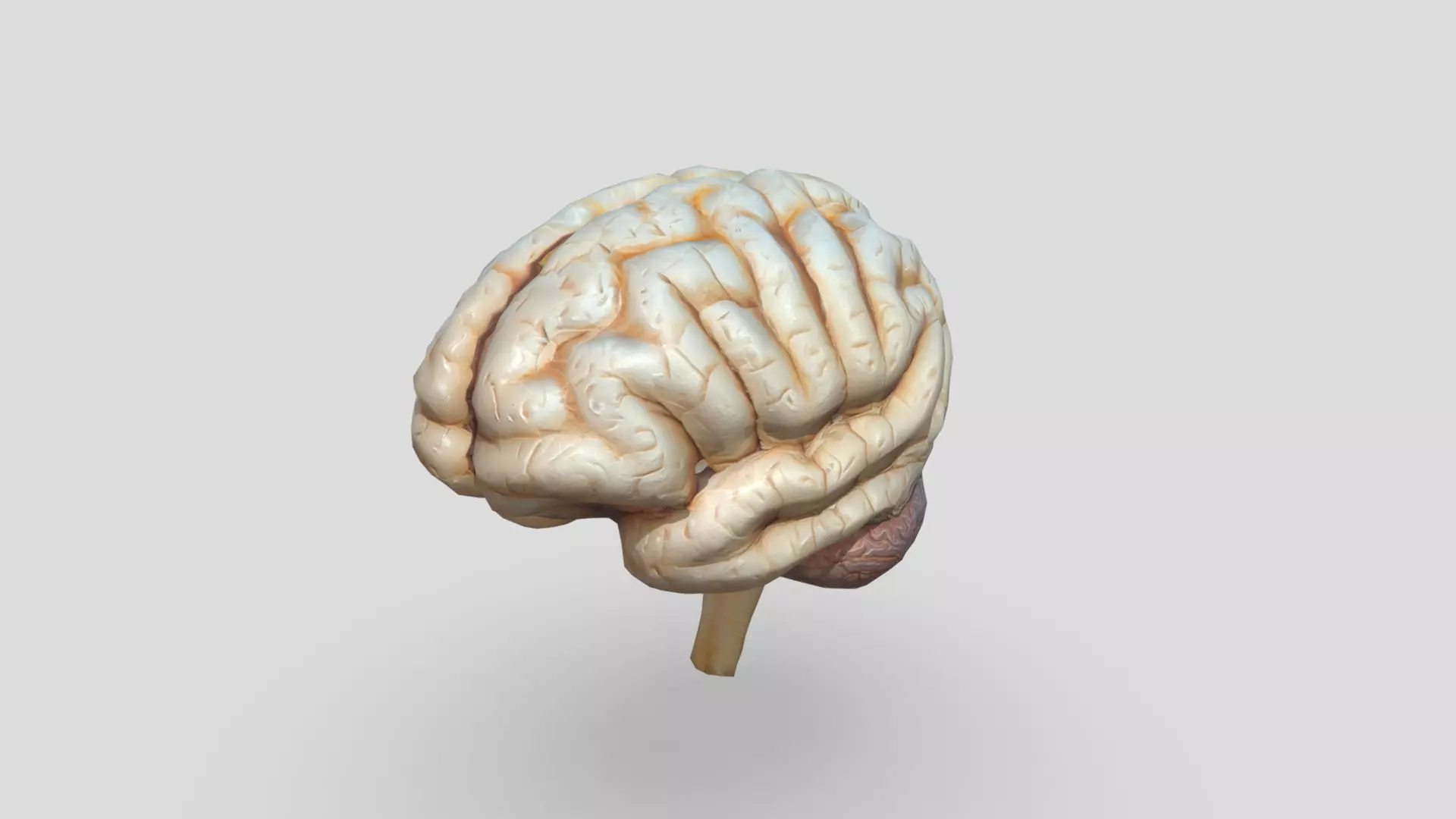 Human Brain Low-poly 3D model_0