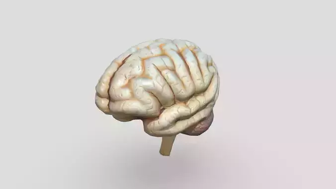 Human Brain