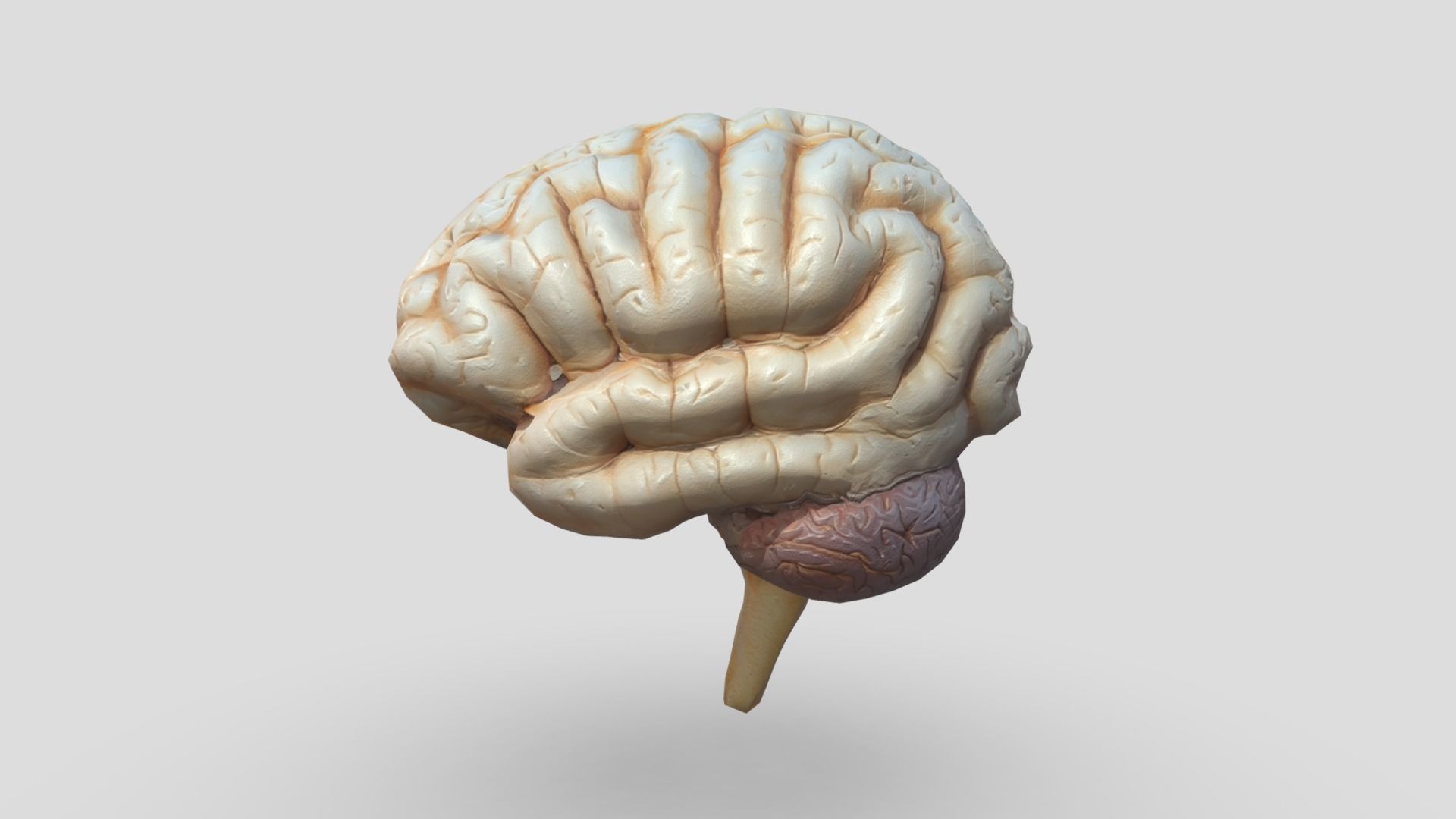 Human Brain Low-poly 3D model_3