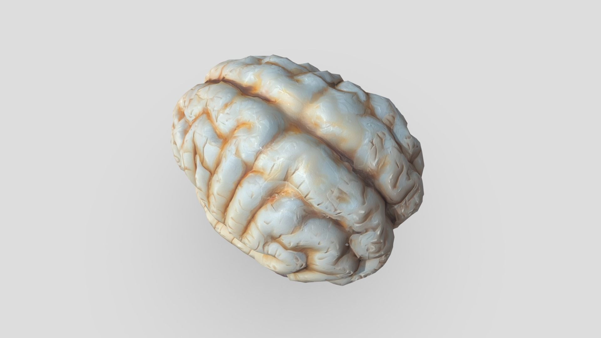 Human Brain Low-poly 3D model_5