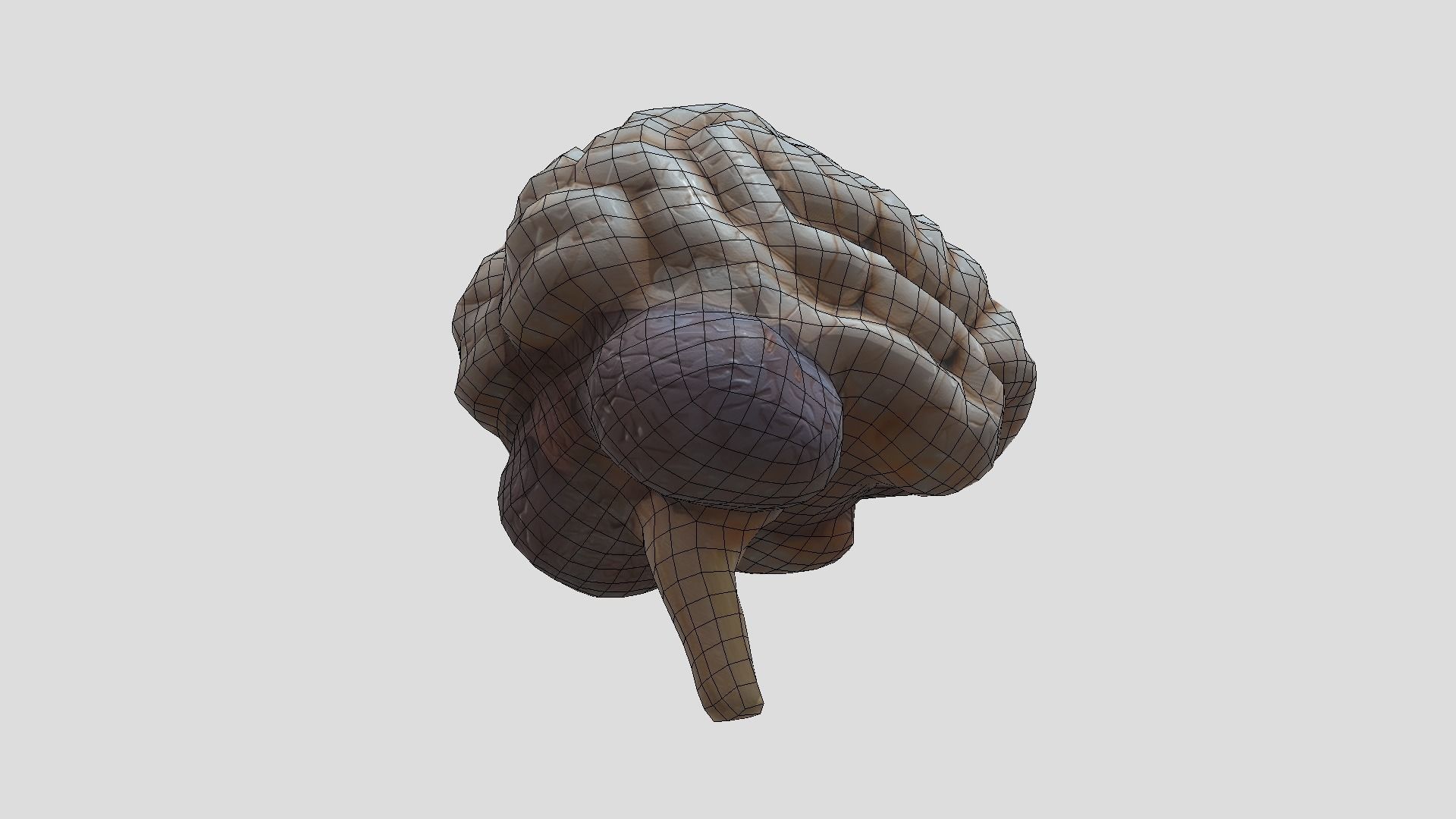 Human Brain Low-poly 3D model_8