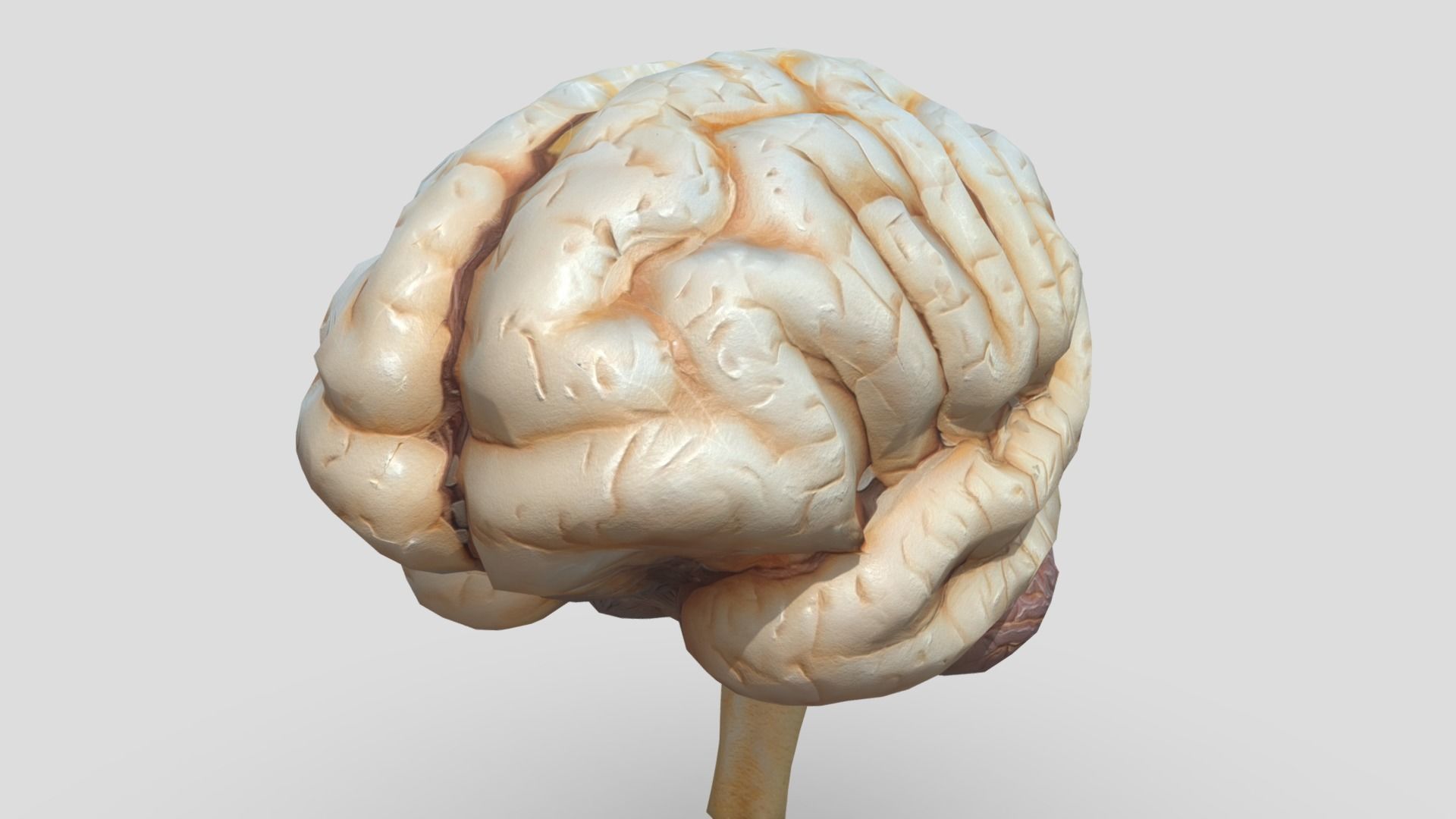 Human Brain Low-poly 3D model_9