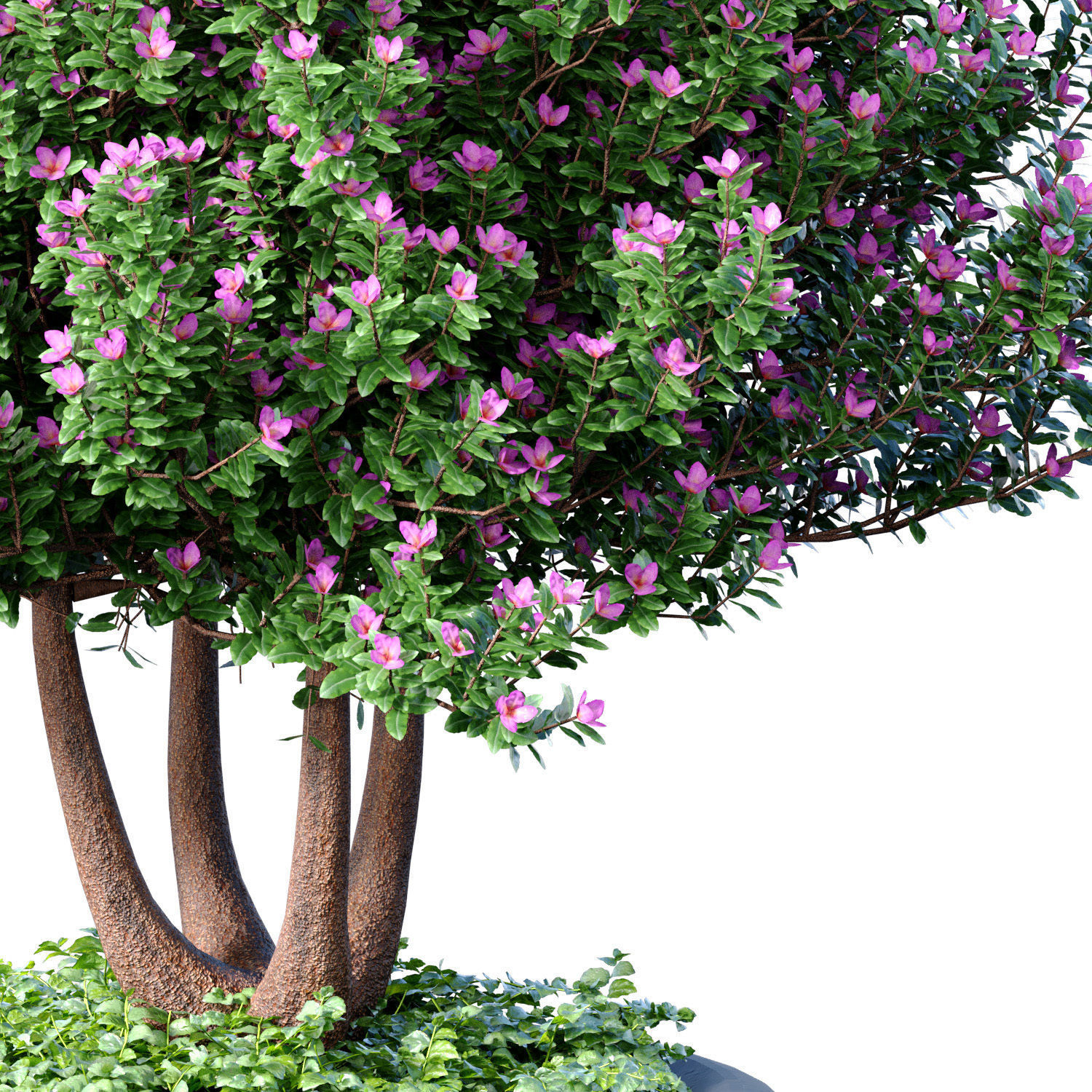 Ornamental tree is a plant classic potted Indoor plant balcony 3D model_1
